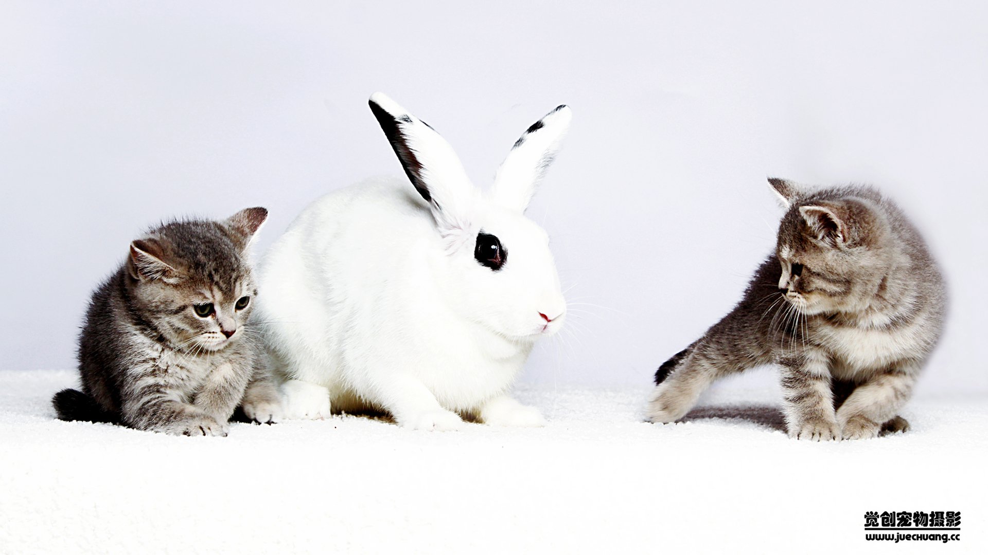 萌宠,喵星人,猫,卖萌,古灵精怪,觉创摄影,宠物,儿童桌面专用