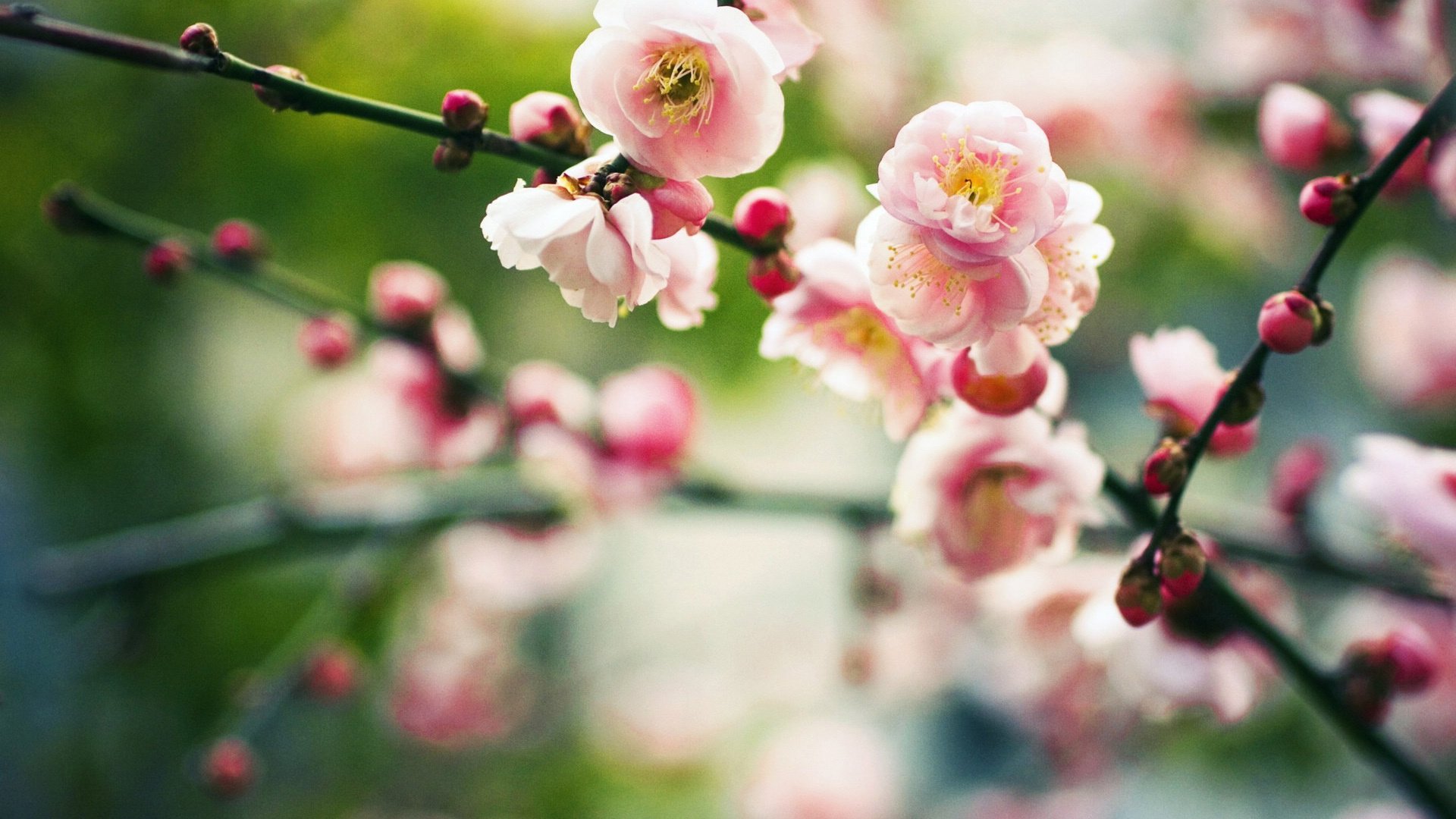 小清新,娇艳欲滴,花,儿童桌面专用