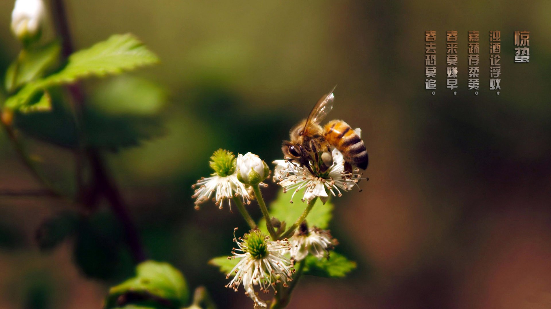 节日,节气,惊蛰,蜜蜂,儿童桌面专用