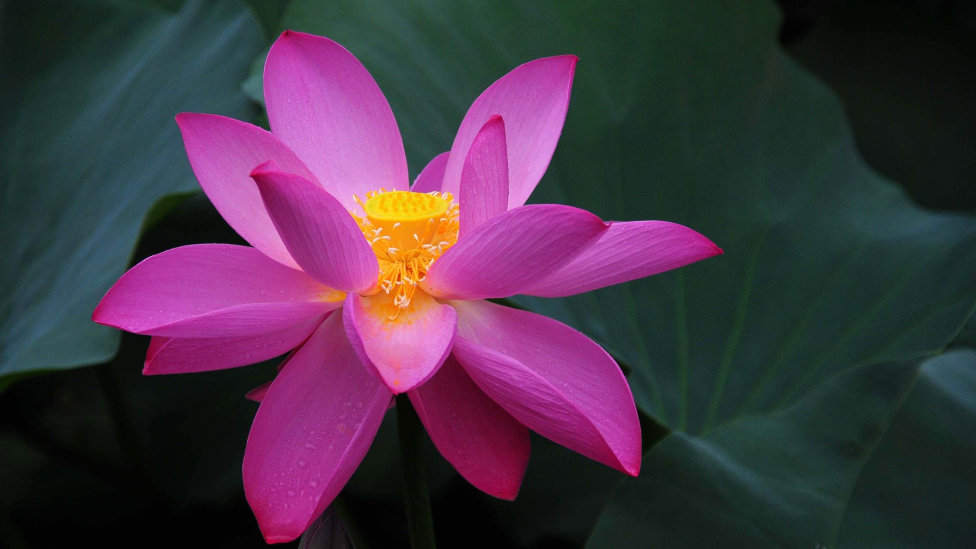 小清新,娇艳欲滴,荷花,儿童桌面专用