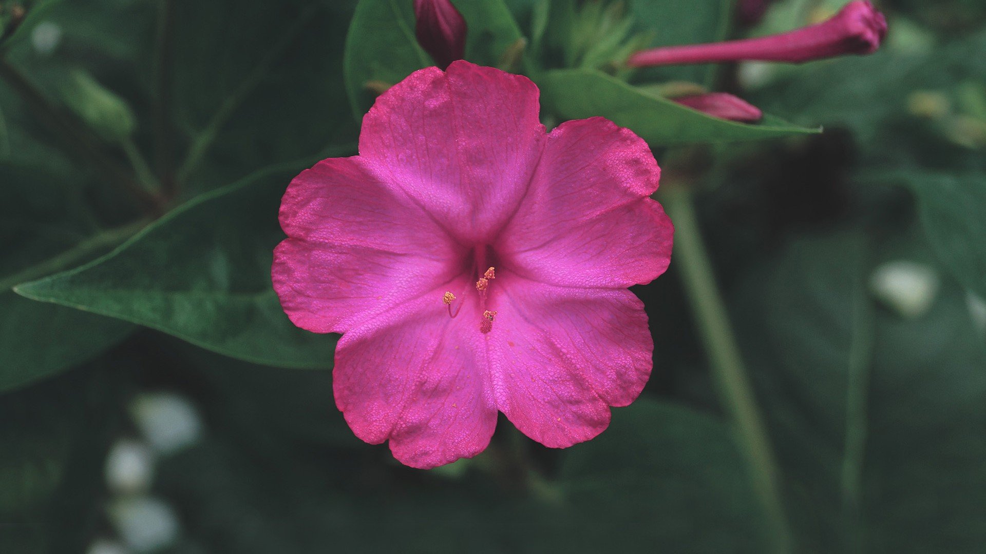 小清新,娇艳欲滴,花,儿童桌面专用
