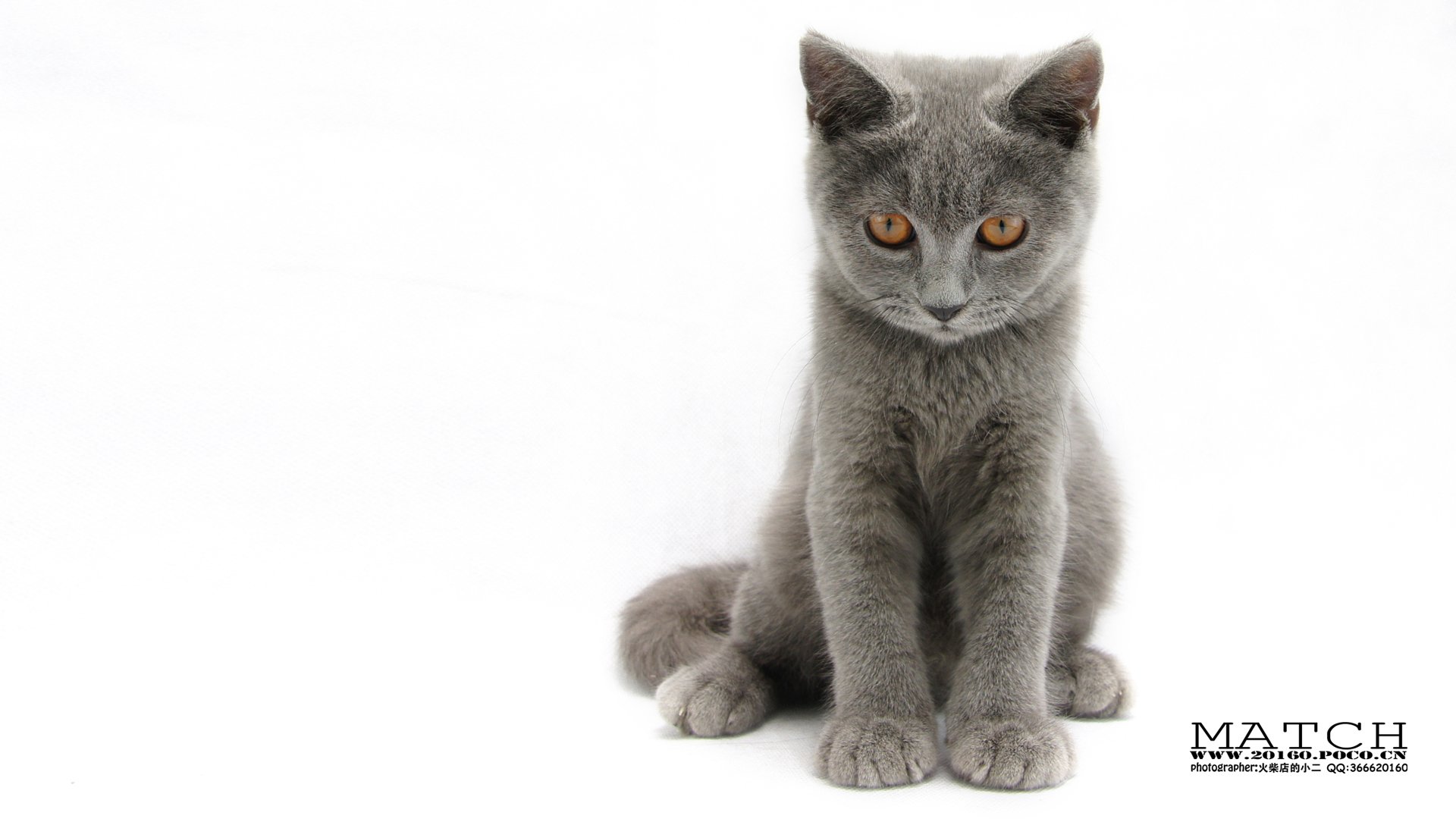 MATCH,萌宠,喵星人,猫,可爱,卖萌,古灵精怪,火柴摄影,火柴宠摄,儿童桌面专用