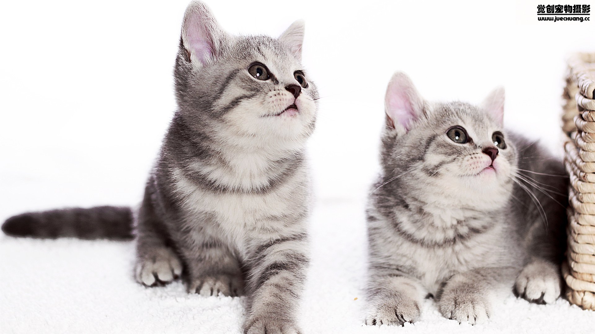 萌宠,喵星人,猫,卖萌,古灵精怪,觉创摄影,宠物,儿童桌面专用