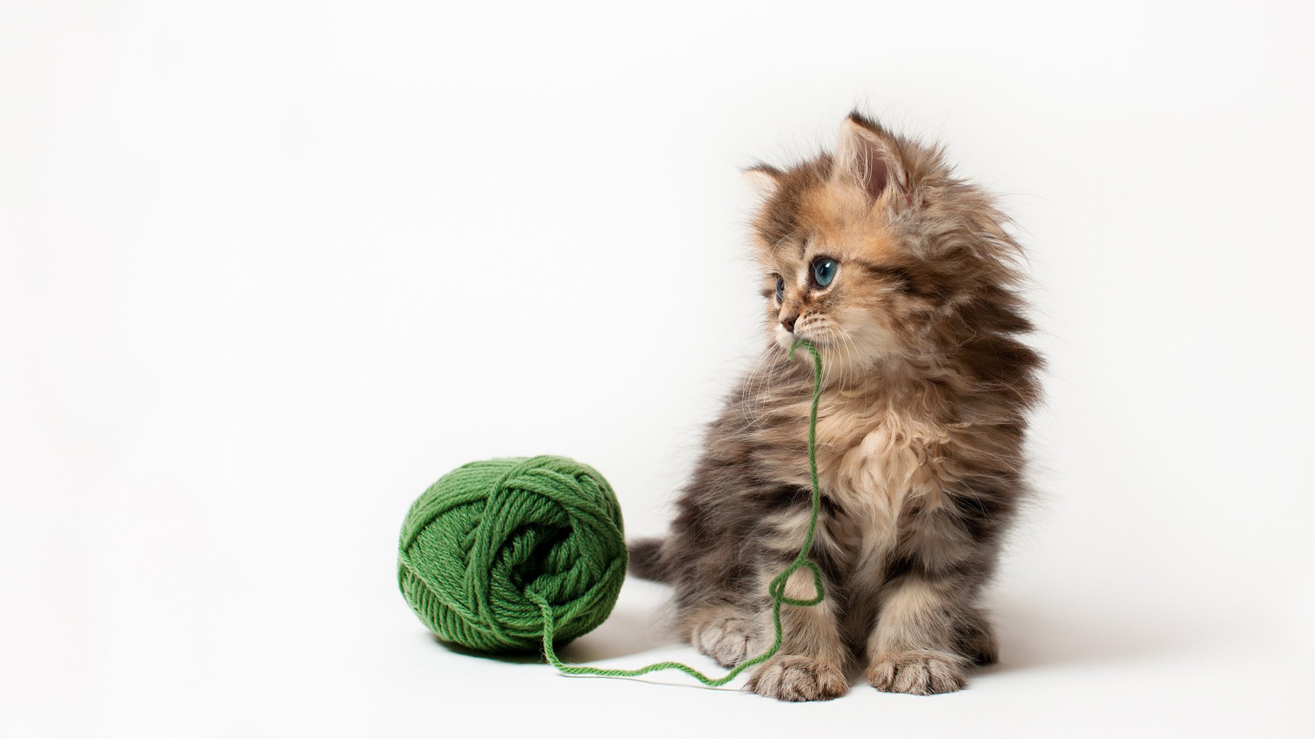 萌宠,喵星人,可爱,猫,古灵精怪,儿童桌面专用