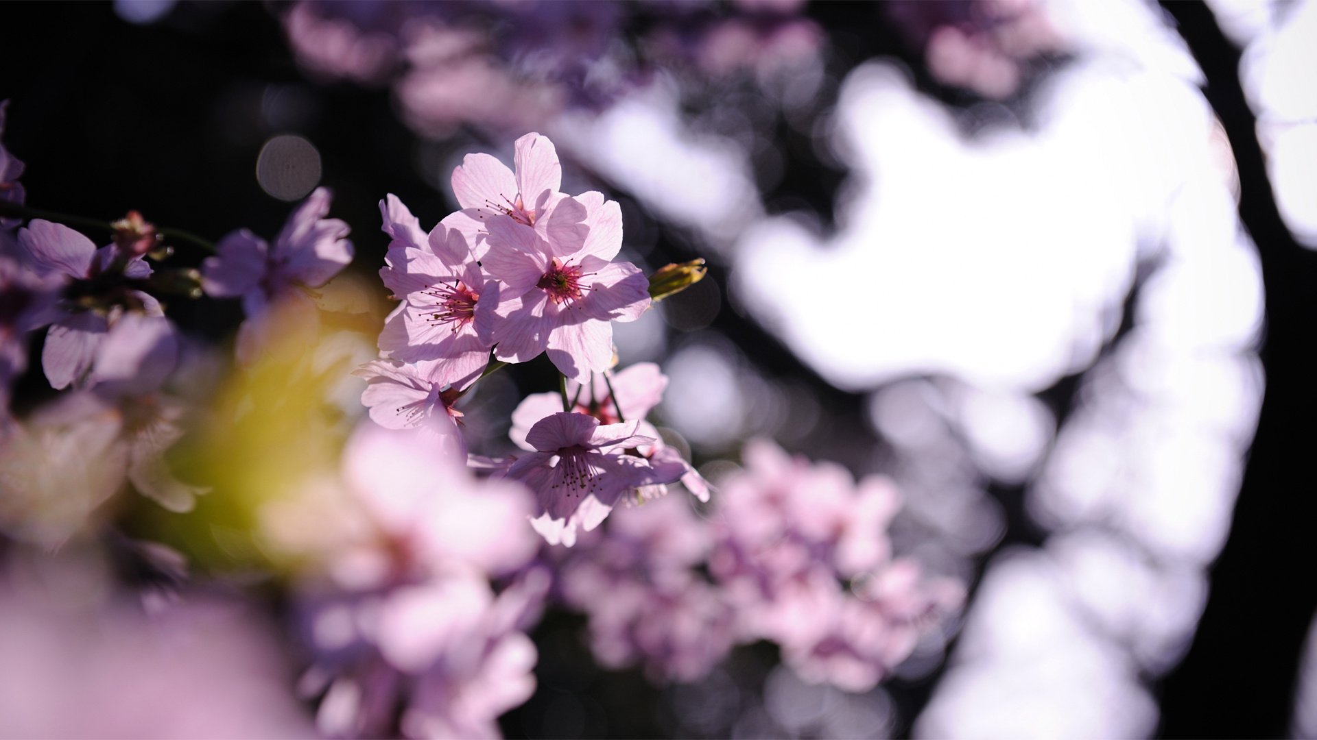 小清新,娇艳欲滴,花,儿童桌面专用