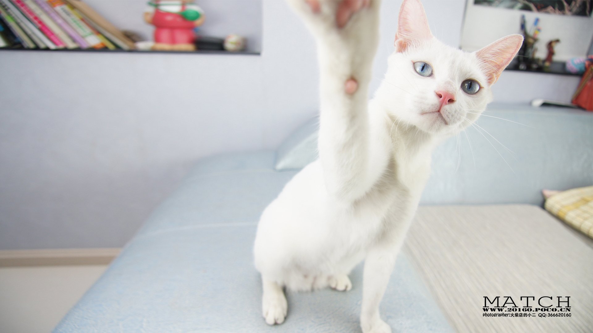 MATCH,萌宠,喵星人,猫,卖萌,古灵精怪,可爱,火柴摄影,火柴宠摄,儿童桌面专用