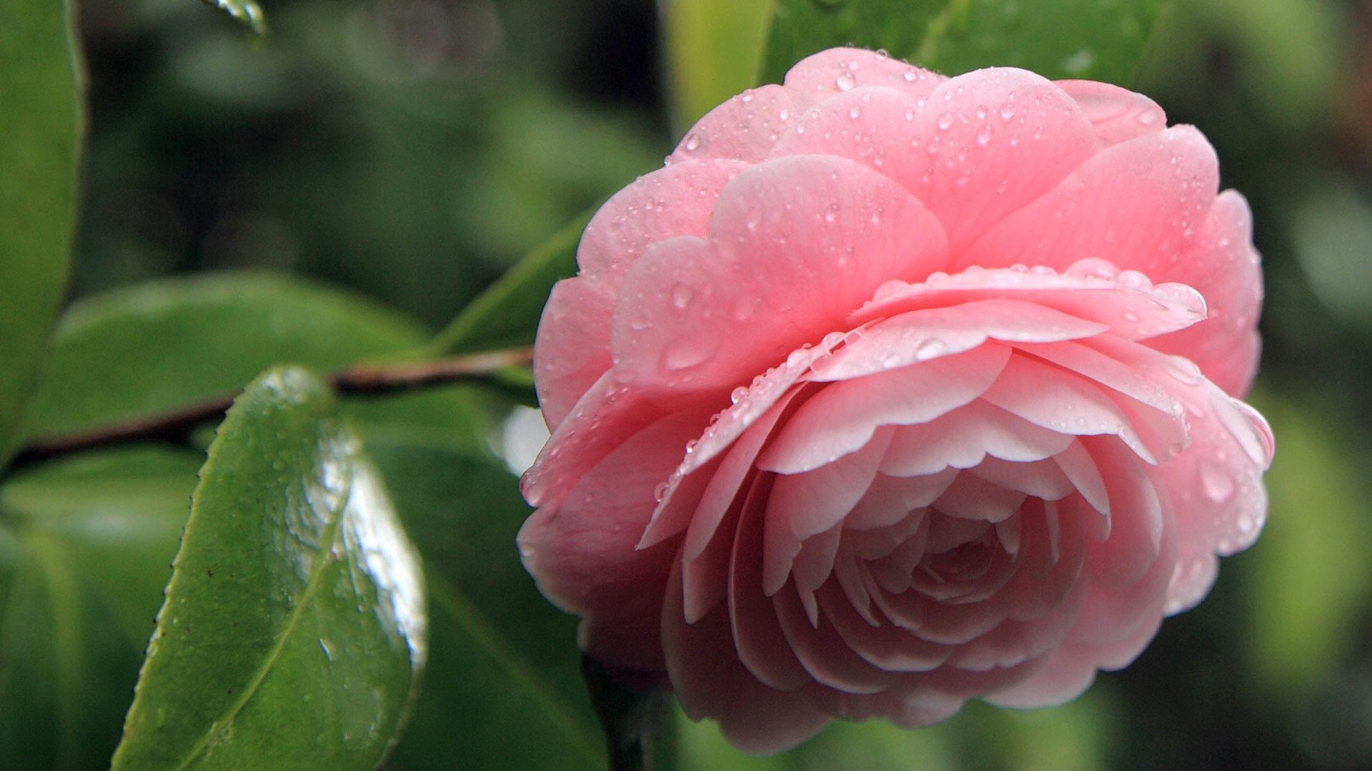 小清新,娇艳欲滴,花,儿童桌面专用