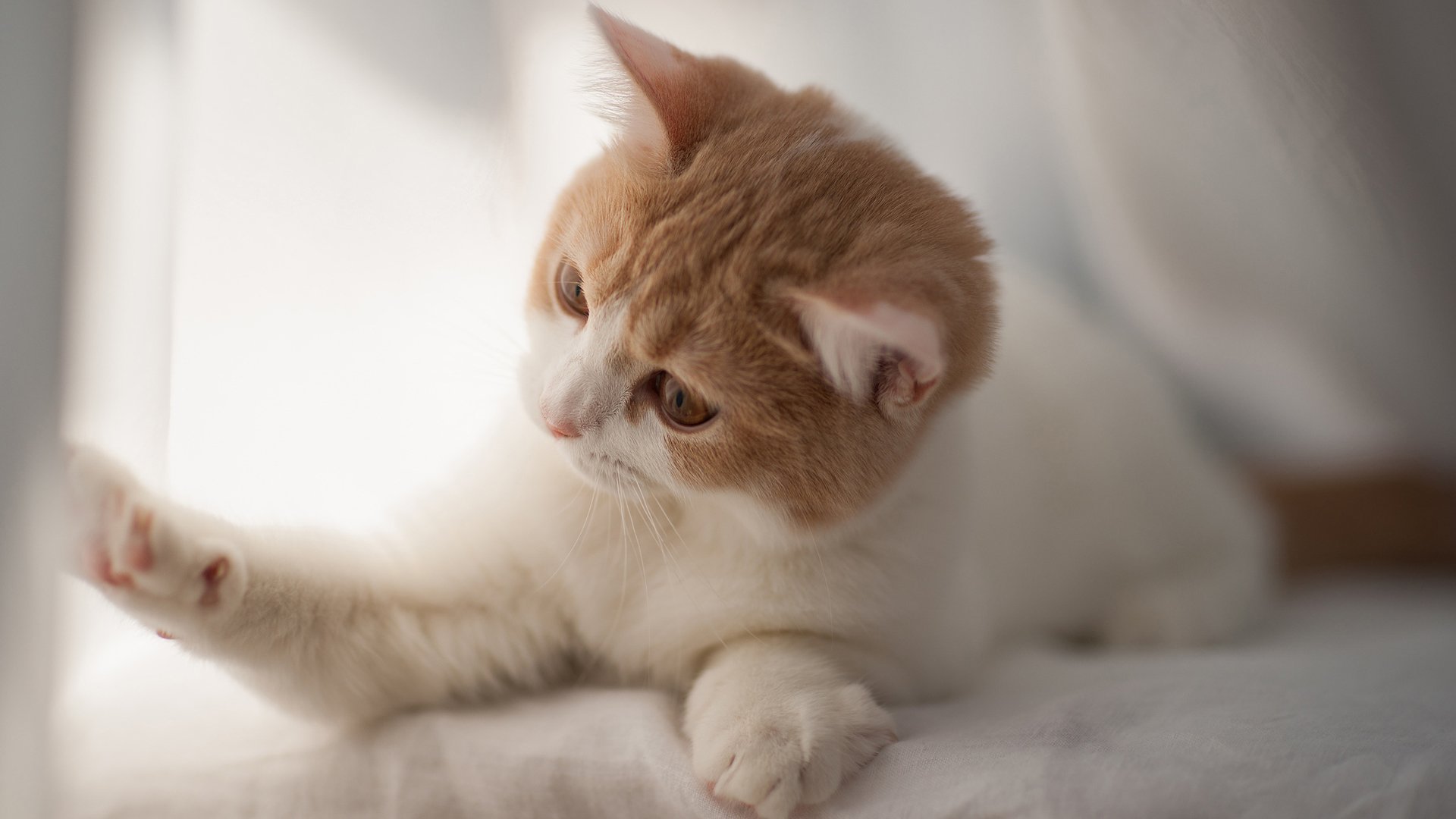 萌宠,喵星人,可爱,猫,古灵精怪,儿童桌面专用