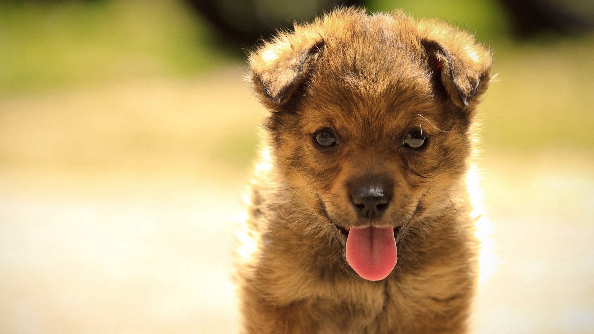 汪星人,狗,可爱,古灵精怪,儿童桌面专用