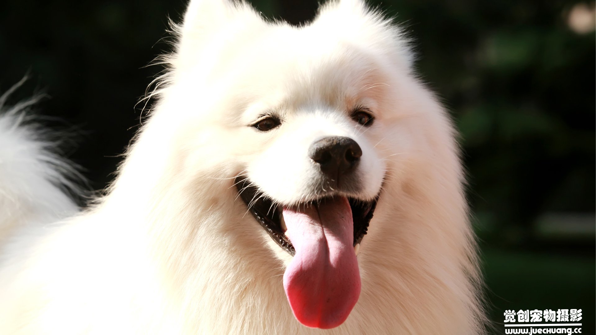 萌宠,汪星人,狗,卖萌,古灵精怪,觉创摄影,宠物,儿童桌面专用