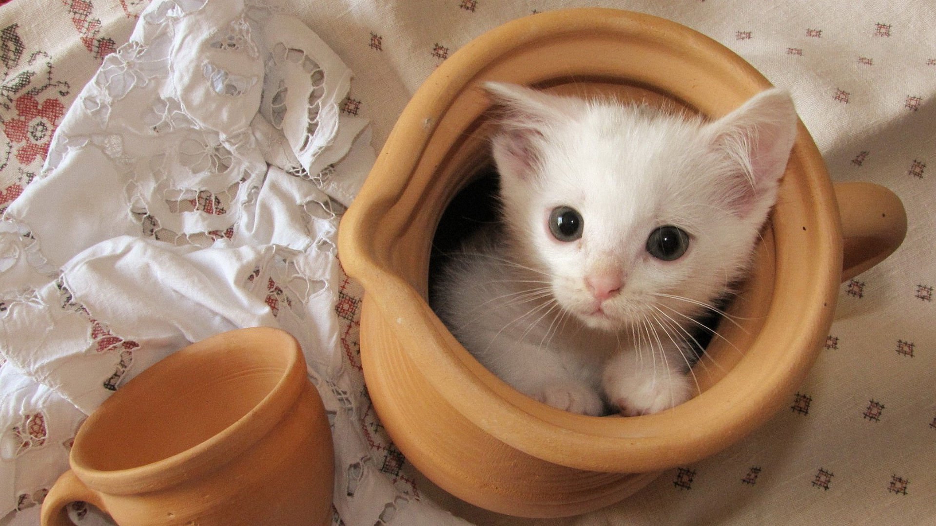 萌宠,喵星人,猫,可爱,卖萌,搞笑,宠物,儿童桌面专用