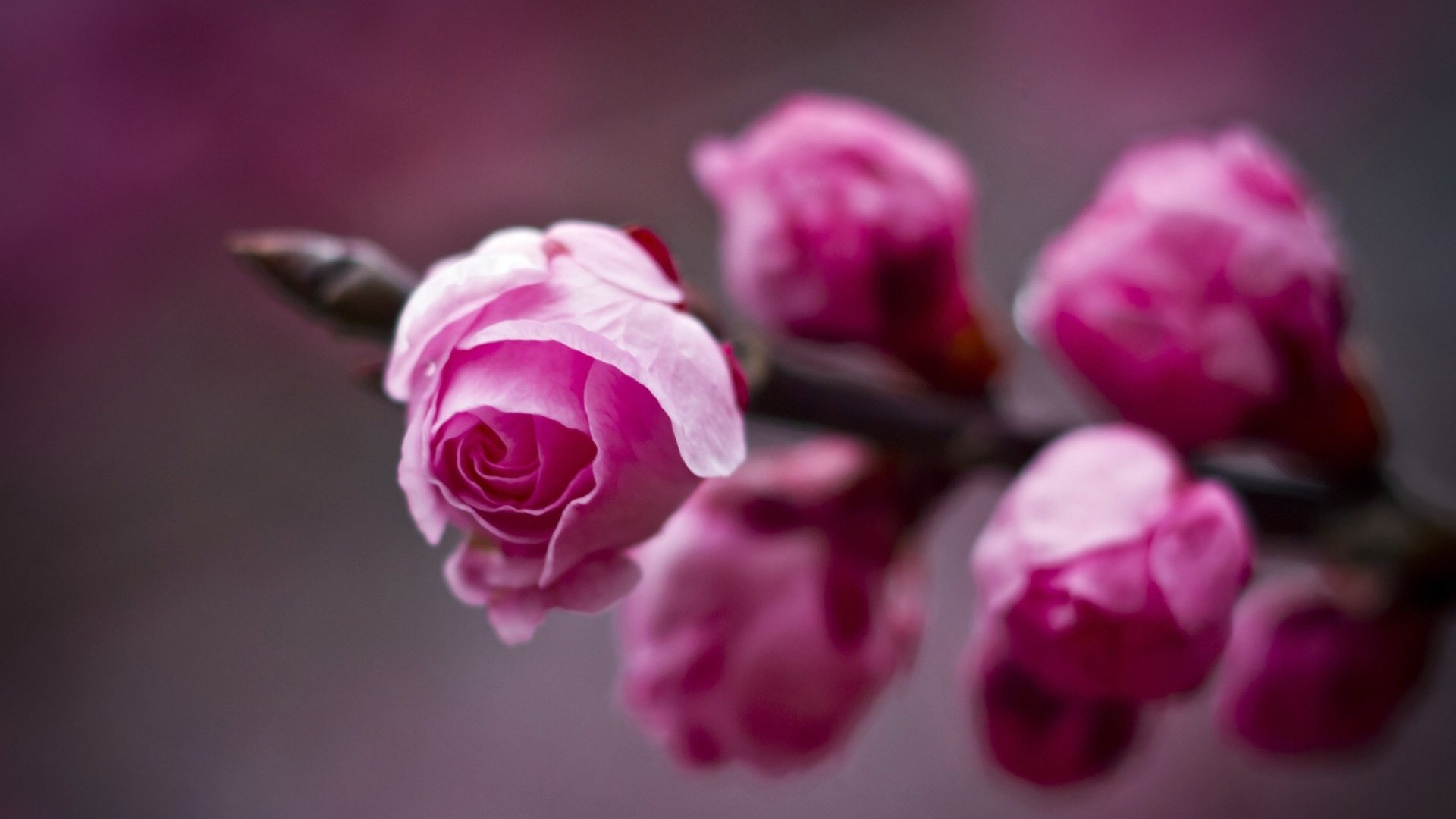 小清新,娇艳欲滴,花,儿童桌面专用