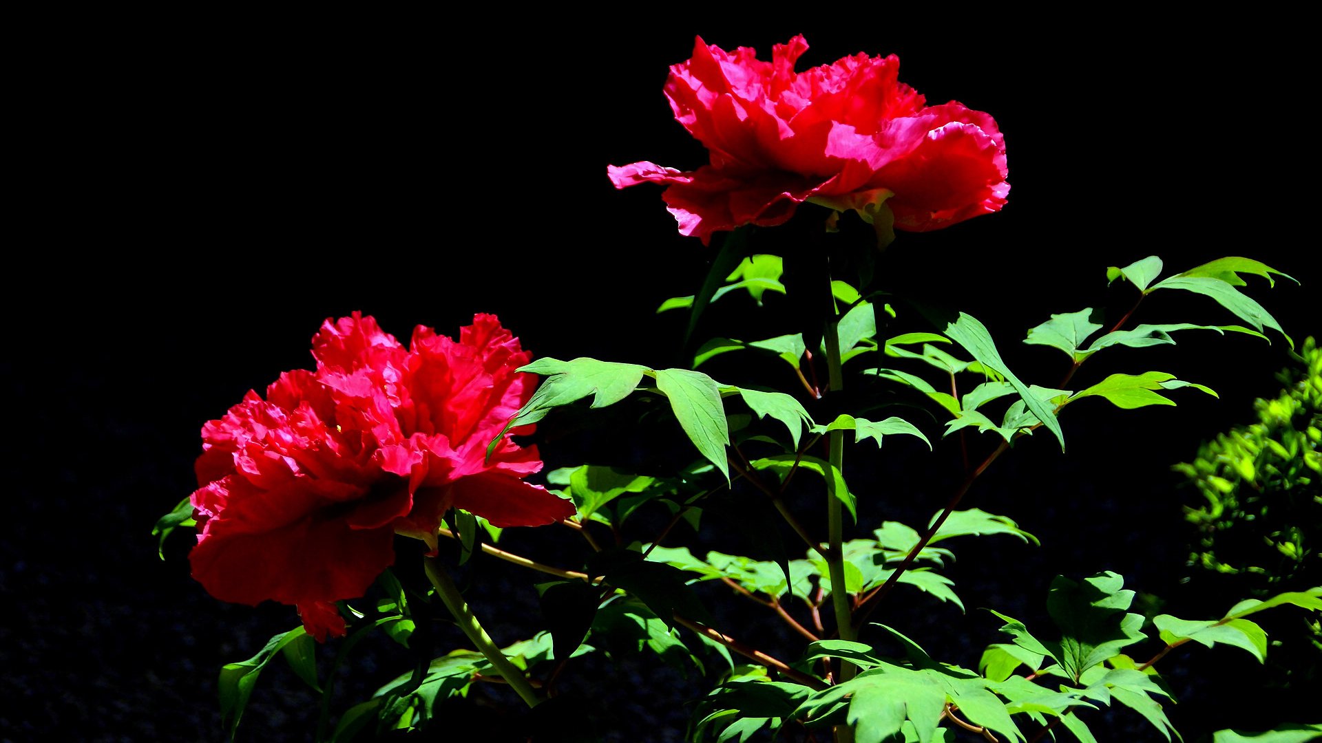 小清新,娇艳欲滴,花,儿童桌面专用