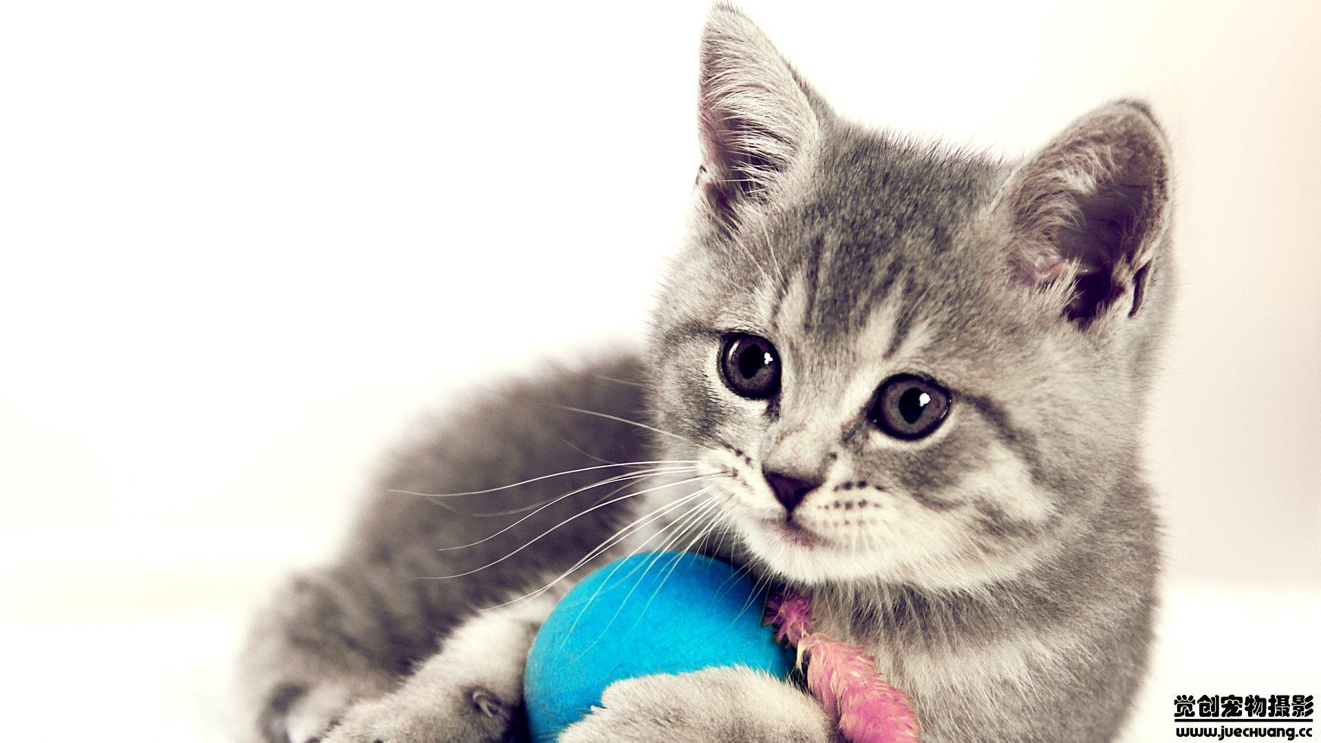 萌宠,喵星人,猫,卖萌,古灵精怪,觉创摄影,宠物,儿童桌面专用