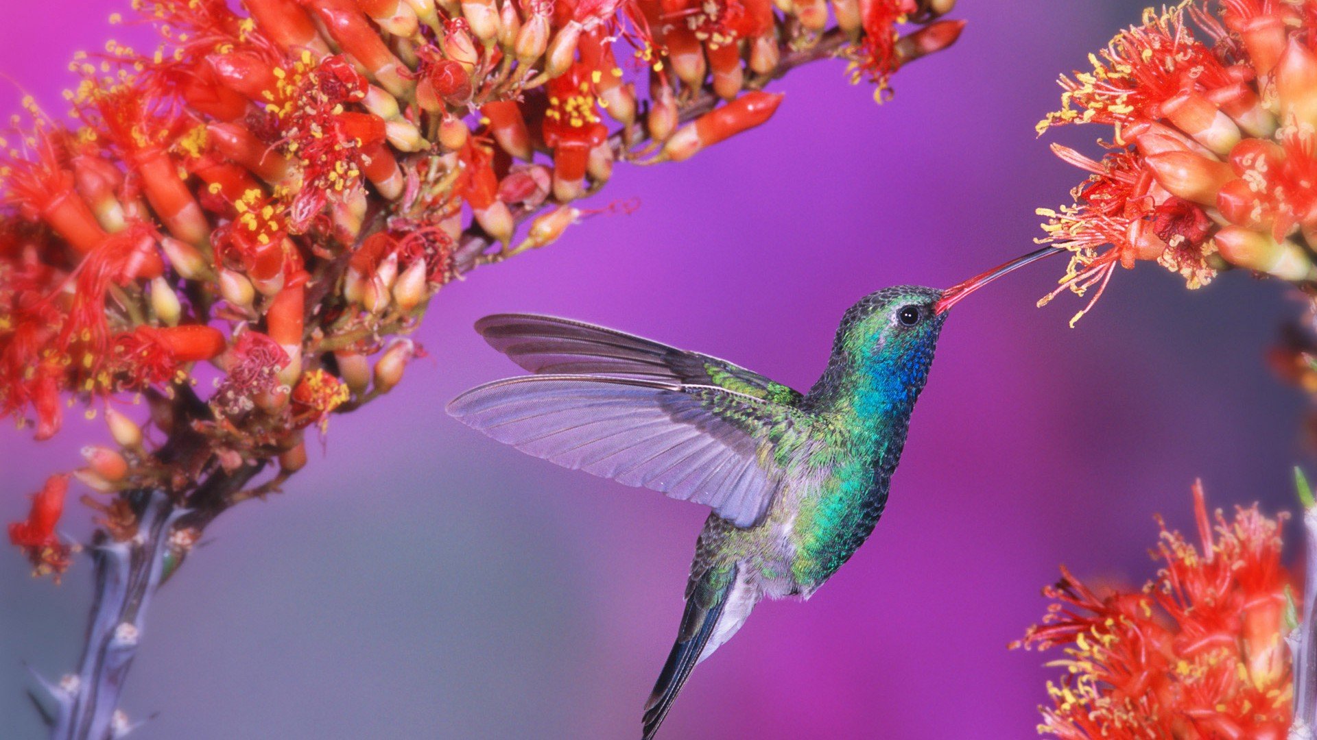 小鸟天堂,鸟,儿童桌面专用