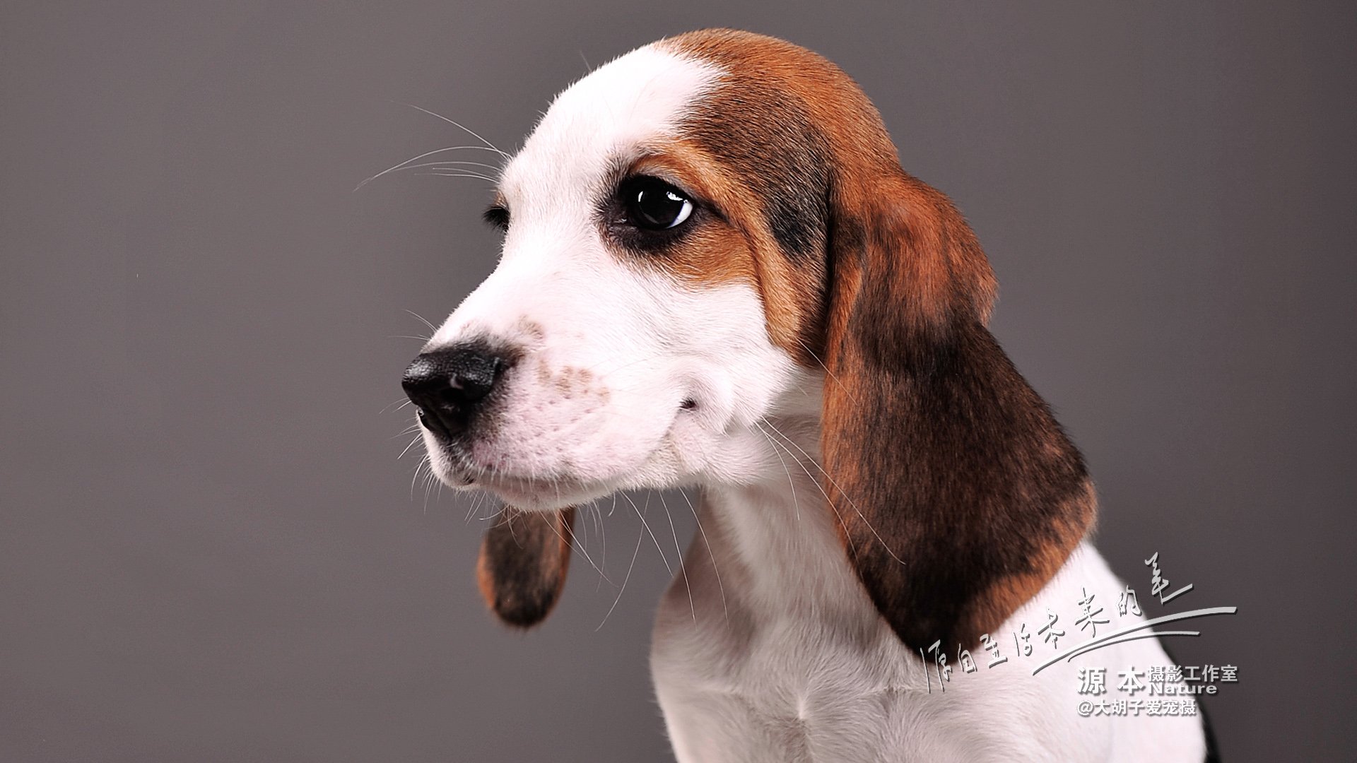 萌宠,汪星人,可爱,狗,源本摄影,古灵精怪,儿童桌面专用