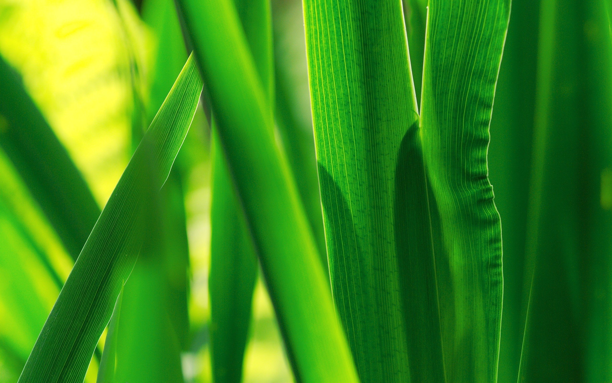 小清新,护眼壁纸,绿色,3月4日,儿童桌面专用