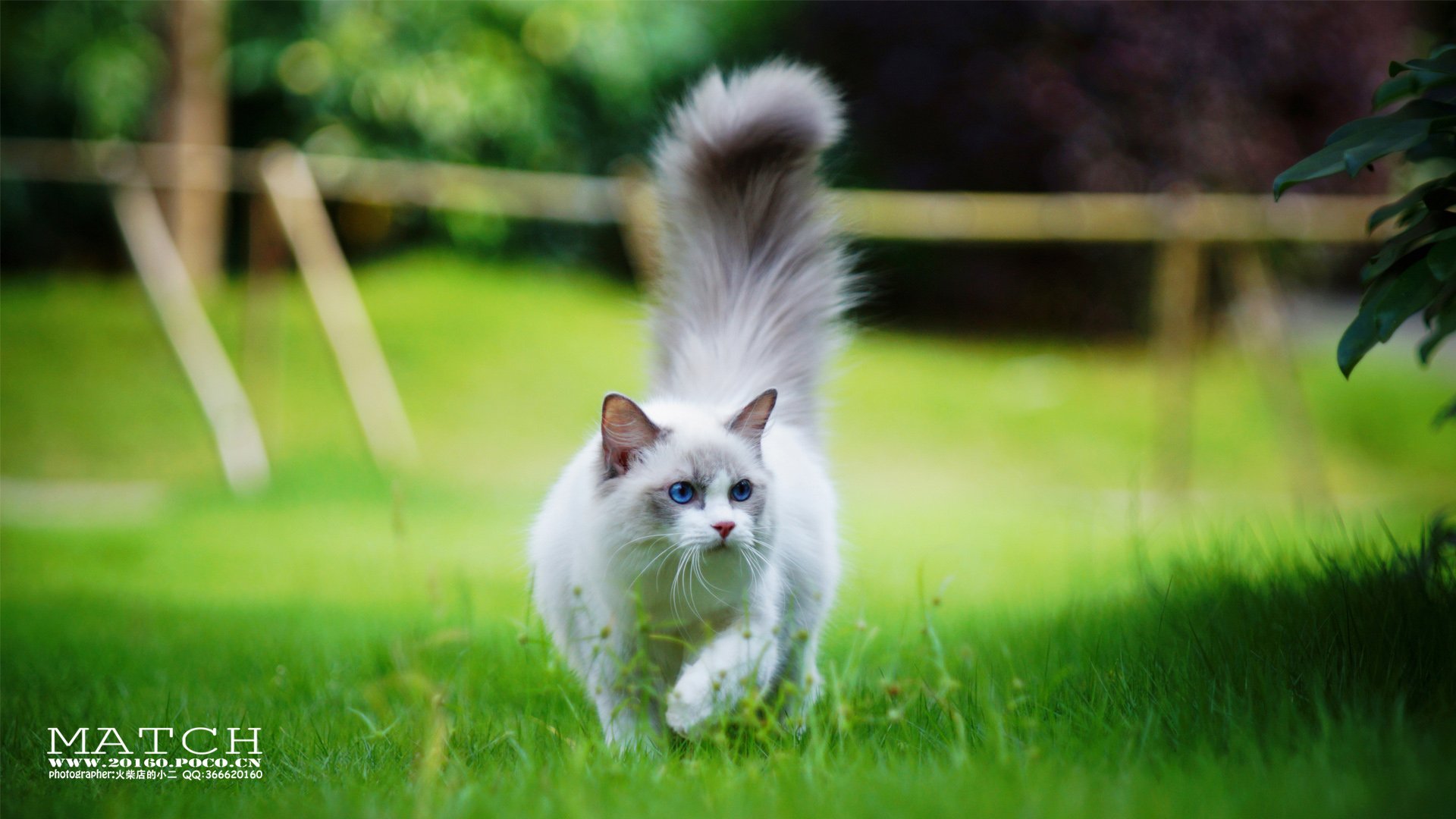 MATCH,萌宠,喵星人,猫,可爱,卖萌,古灵精怪,火柴摄影,火柴宠摄,儿童桌面专用