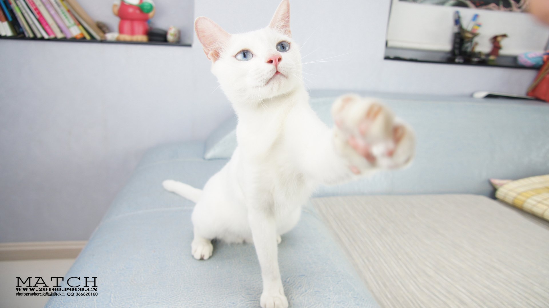 MATCH,萌宠,喵星人,猫,卖萌,古灵精怪,可爱,火柴摄影,火柴宠摄,儿童桌面专用