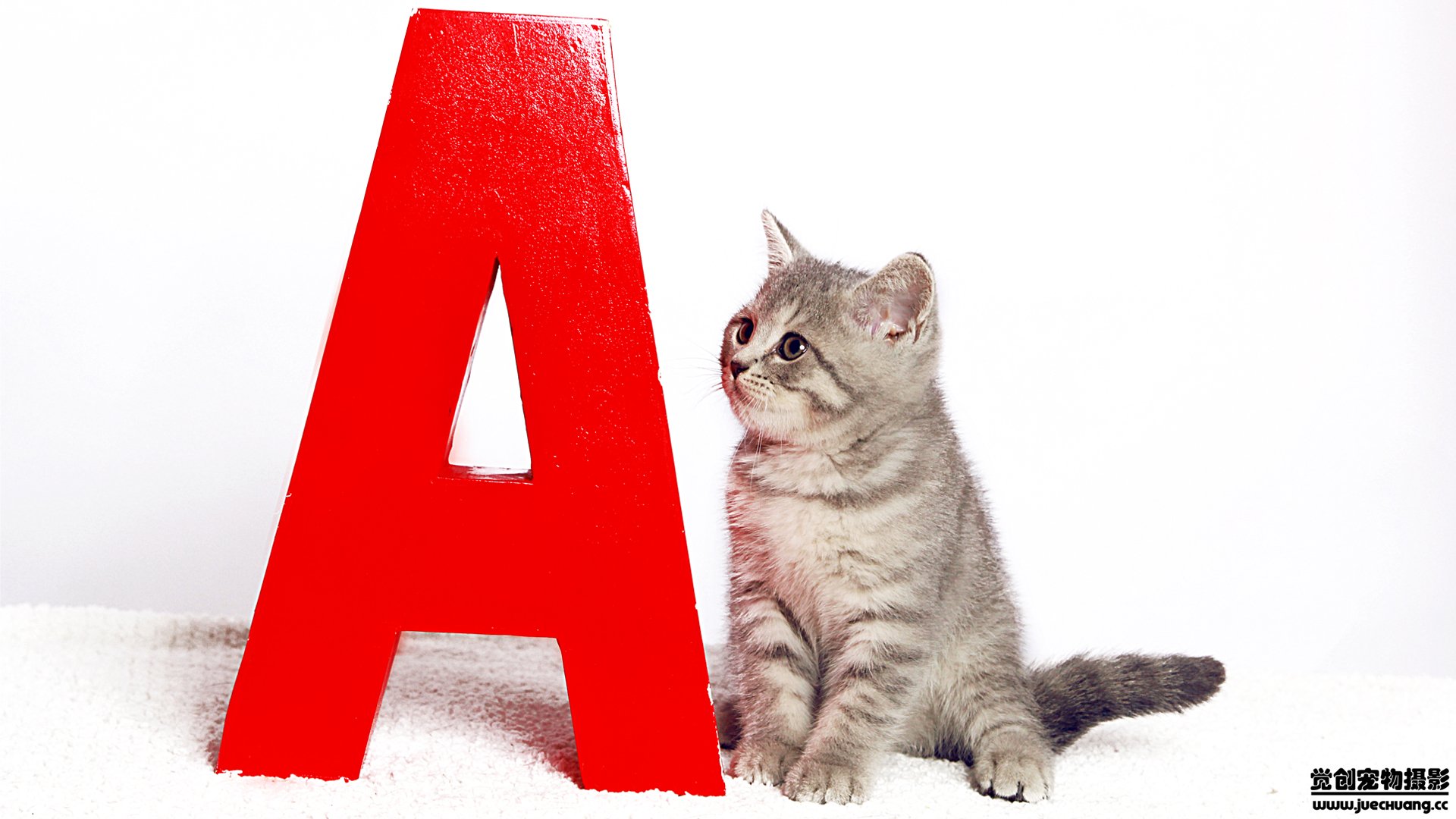 萌宠,喵星人,猫,卖萌,古灵精怪,觉创摄影,宠物,儿童桌面专用