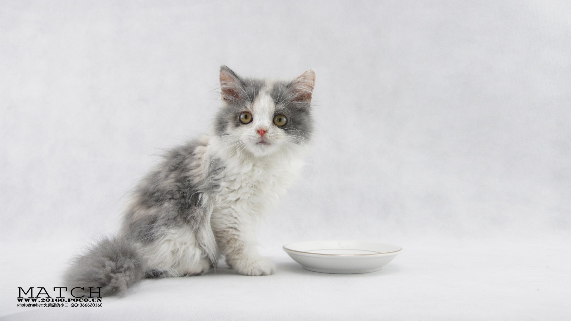 MATCH,萌宠,喵星人,猫,可爱,卖萌,古灵精怪,火柴摄影,火柴宠摄,儿童桌面专用