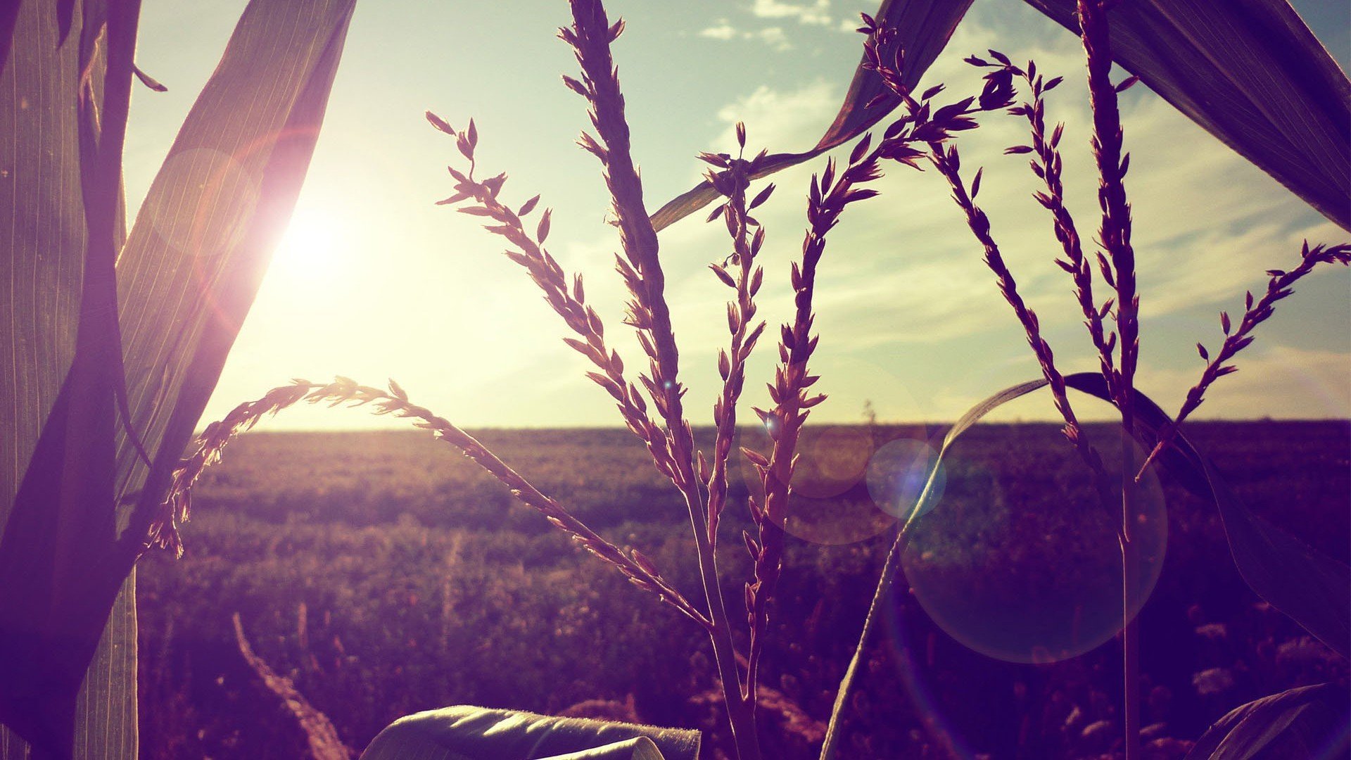 小清新,清新淡雅,3月1日,儿童桌面专用