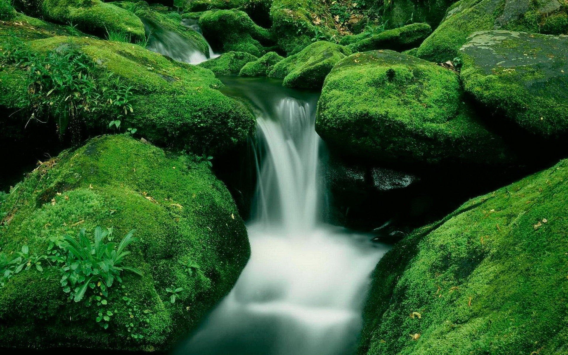 小清新,护眼壁纸,绿色,3月6日,儿童桌面专用