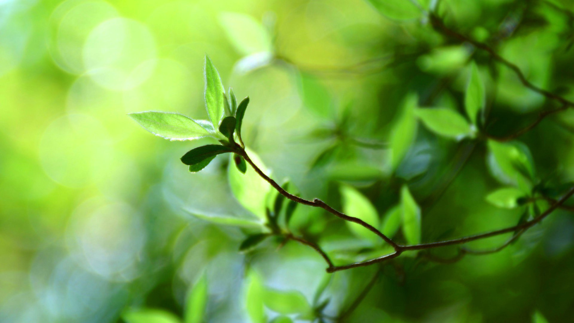 小清新,护眼壁纸,儿童桌面专用