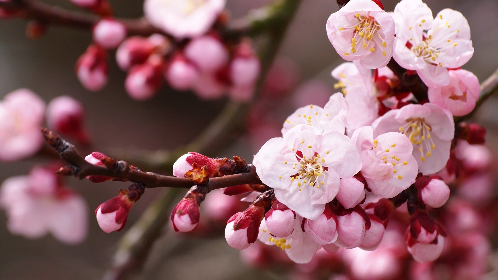 小清新,娇艳欲滴,花,儿童桌面专用