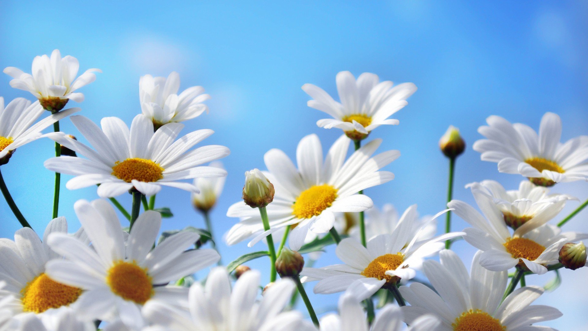 风景,春意盎然,儿童桌面专用