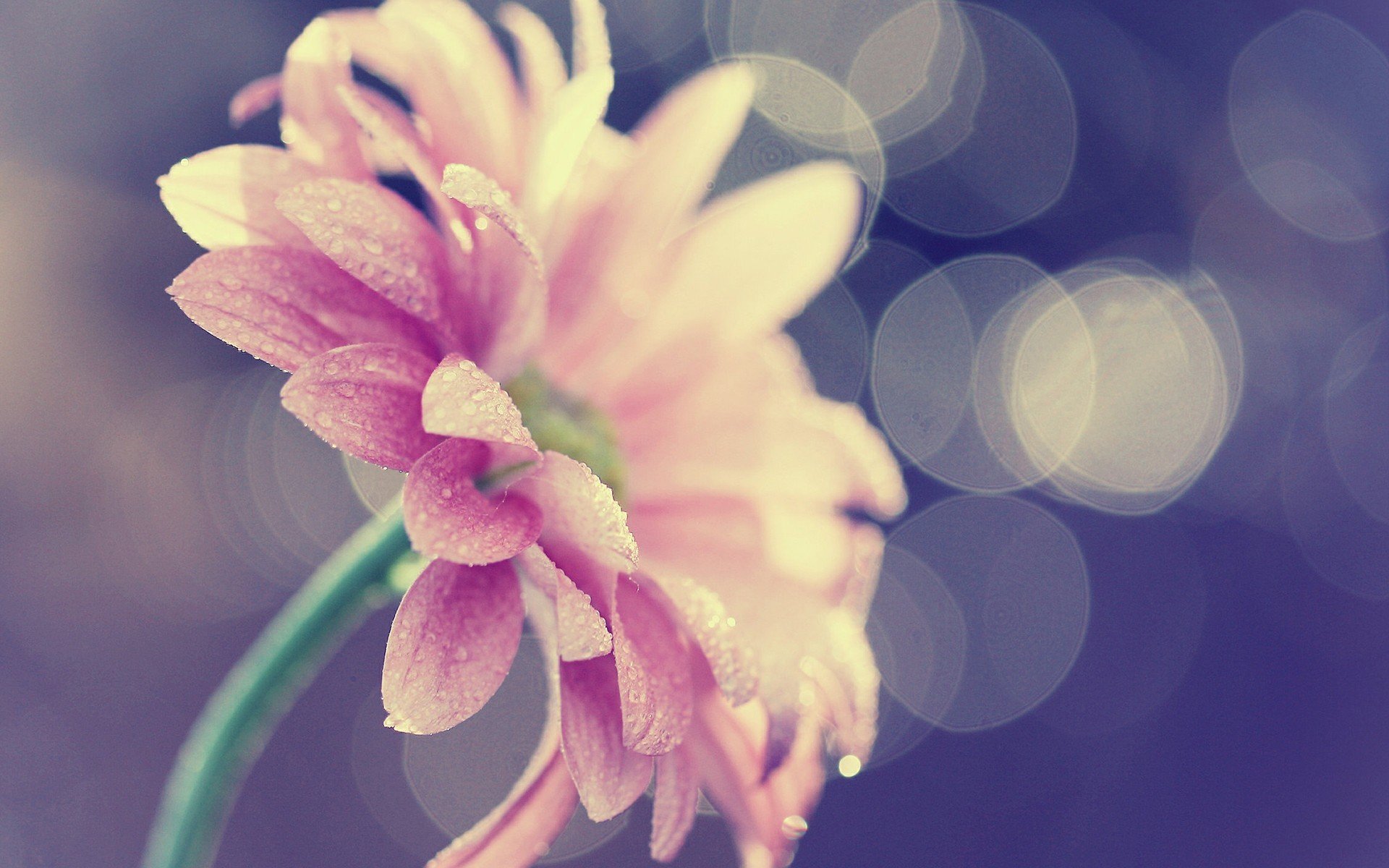 小清新,静物写真,花卉,3月1日,儿童桌面专用