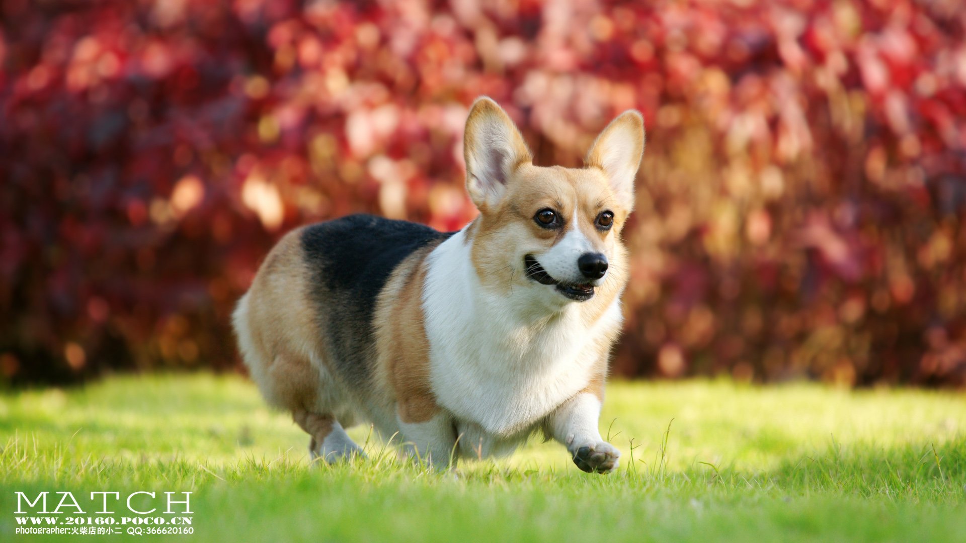 MATCH,萌宠,汪星人,狗,可爱,卖萌,古灵精怪,火柴摄影,火柴宠摄,儿童桌面专用