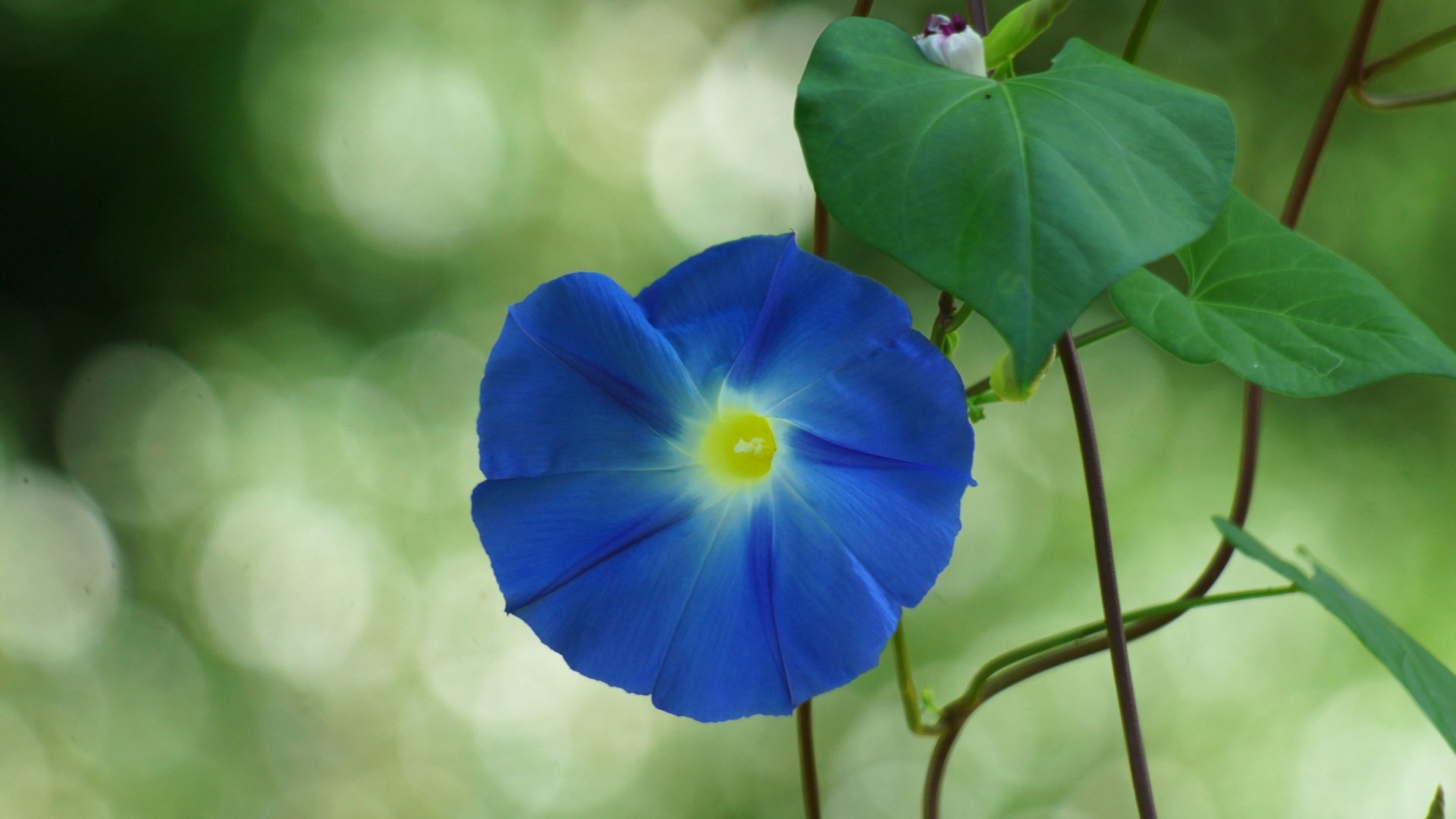 小清新,娇艳欲滴,花,儿童桌面专用