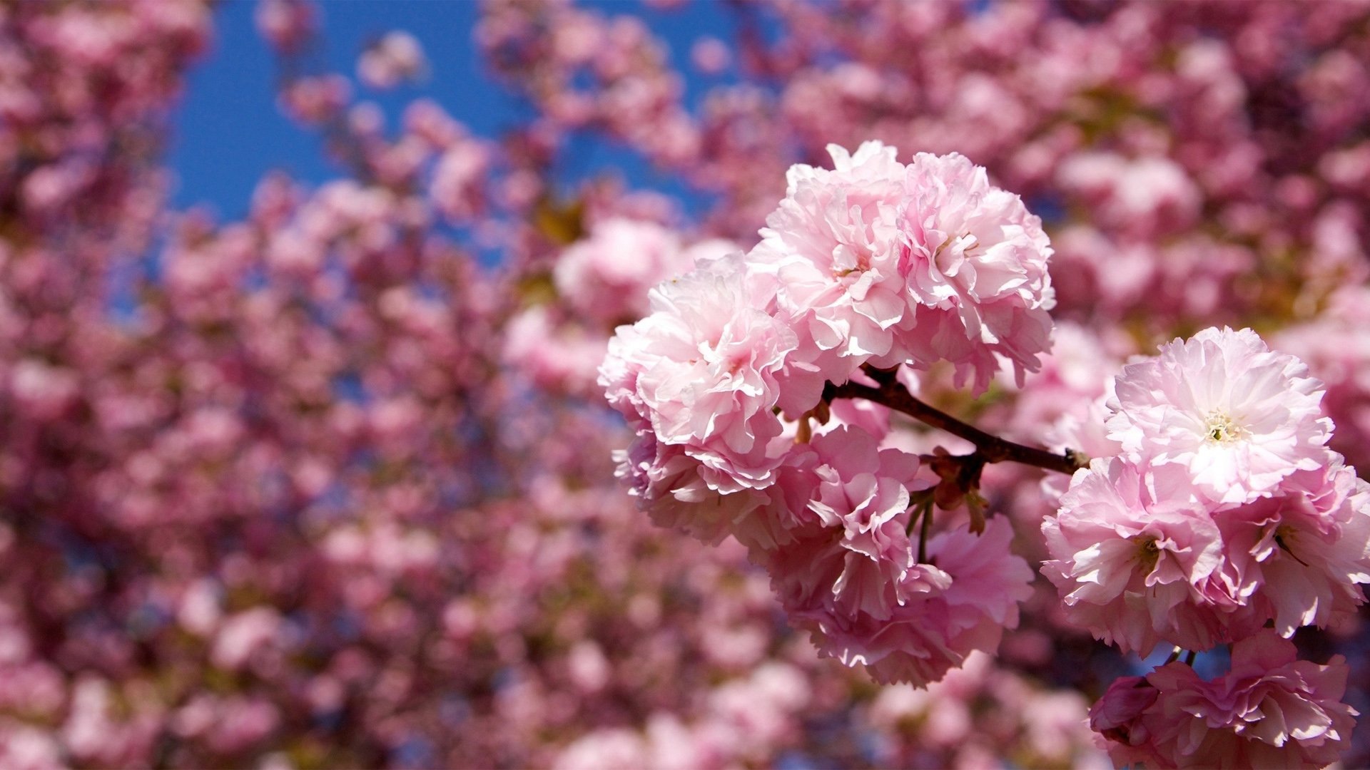 小清新,娇艳欲滴,花,儿童桌面专用