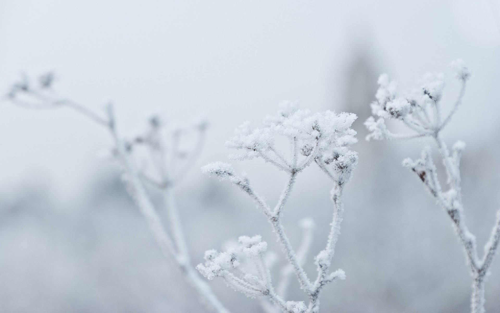 小清新,清新淡雅,树枝,雪,儿童桌面专用