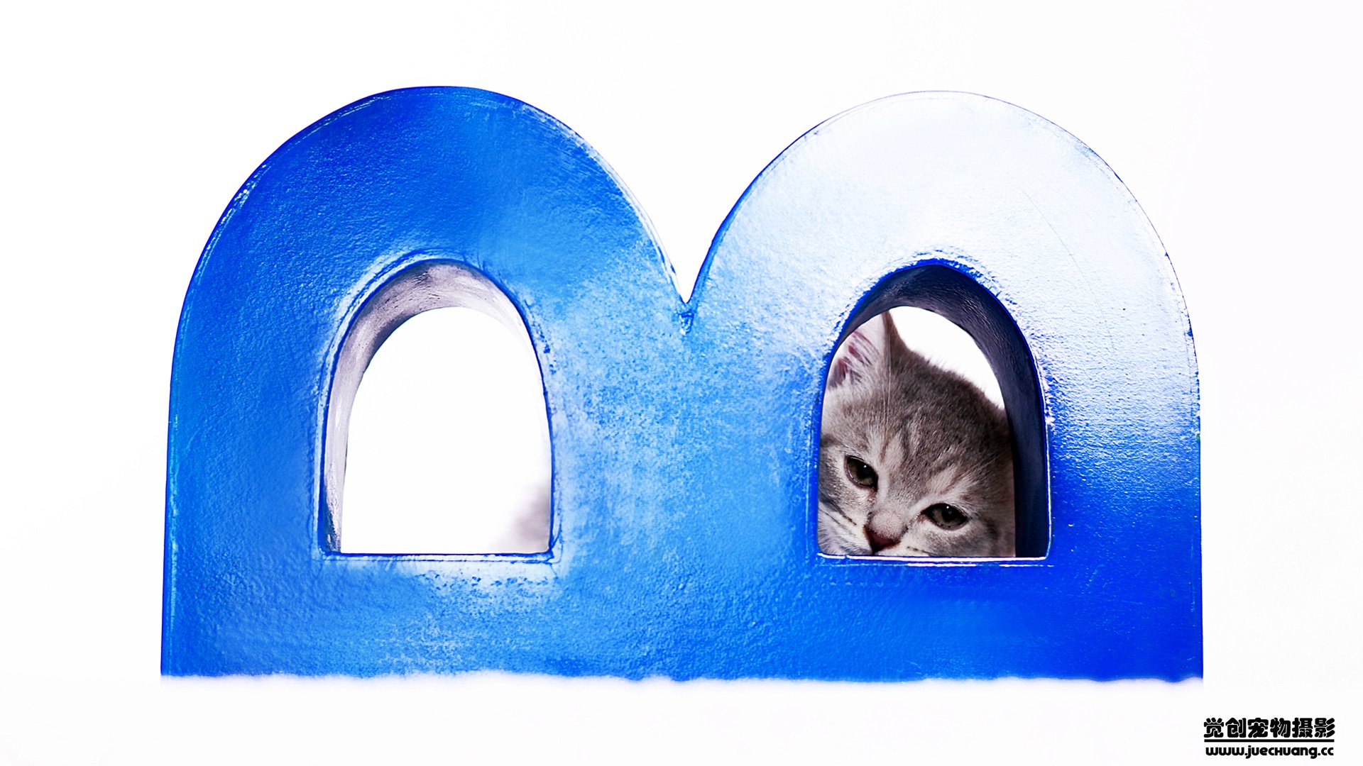 萌宠,喵星人,猫,卖萌,古灵精怪,觉创摄影,宠物,儿童桌面专用