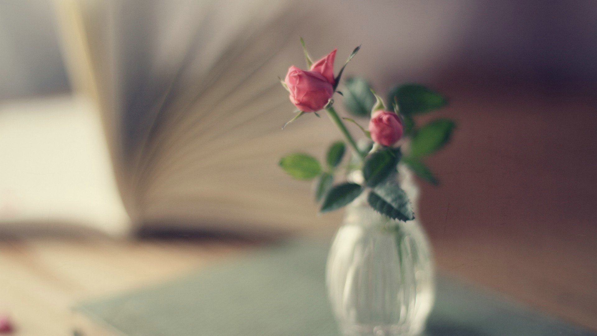 爱情美图,唯美温馨,玫瑰