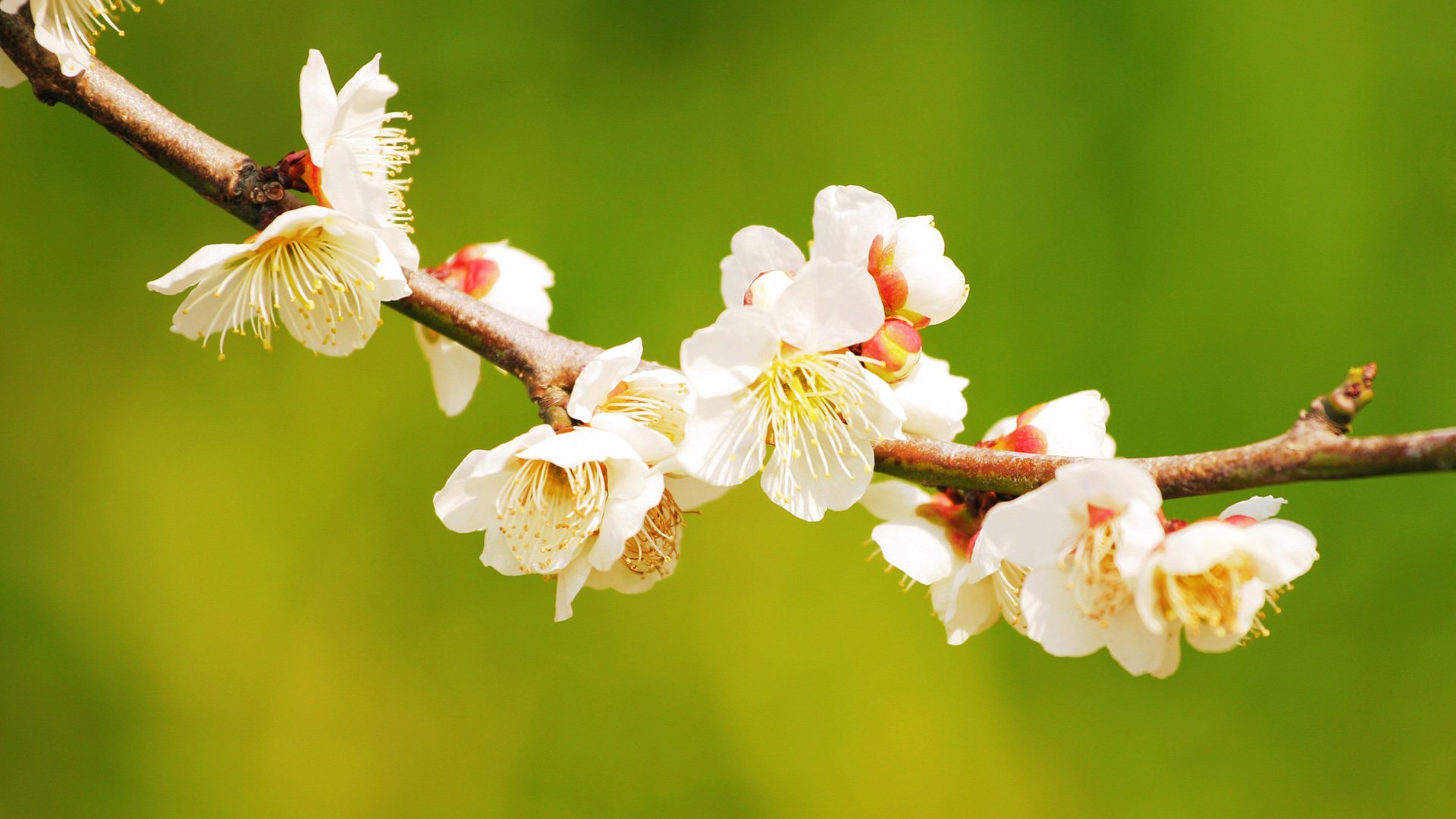 小清新,娇艳欲滴,花,儿童桌面专用