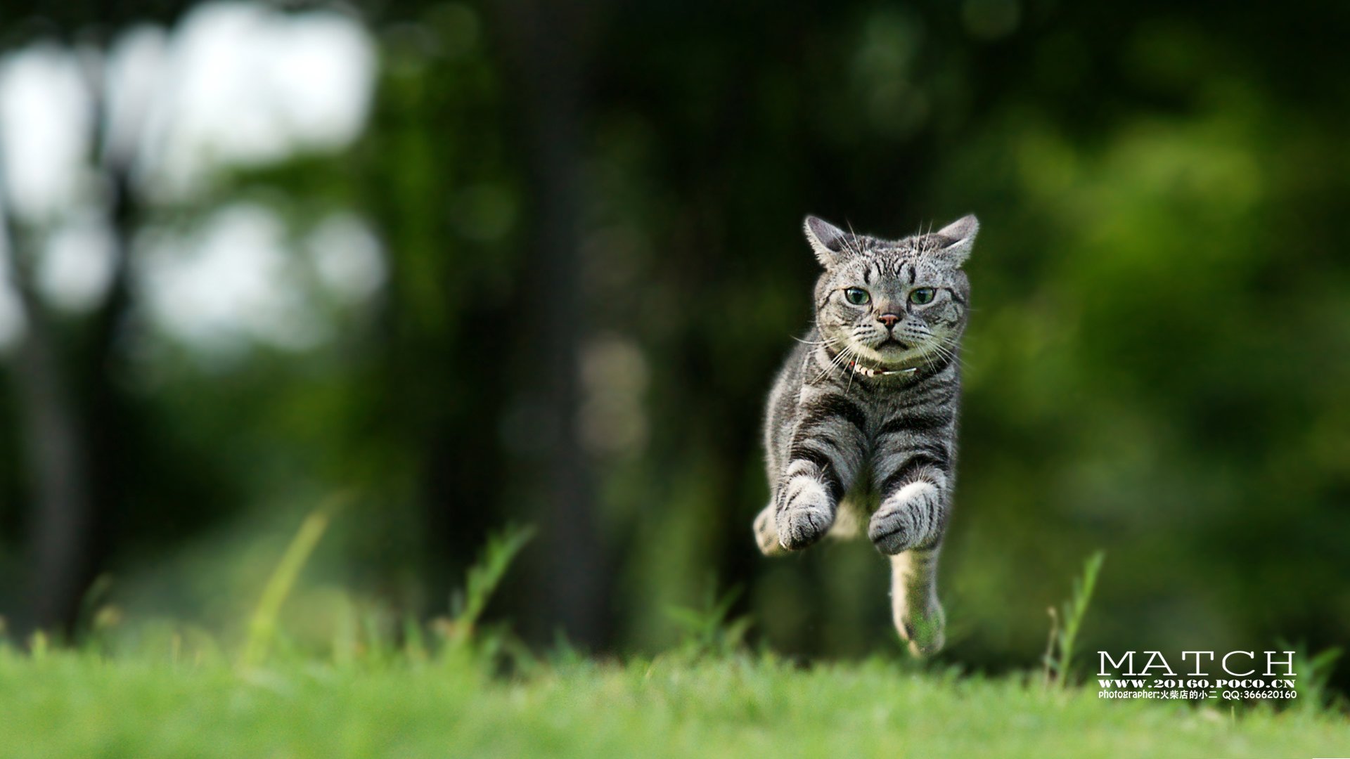 MATCH,萌宠,喵星人,猫,卖萌,古灵精怪,可爱,火柴摄影,火柴宠摄,儿童桌面专用