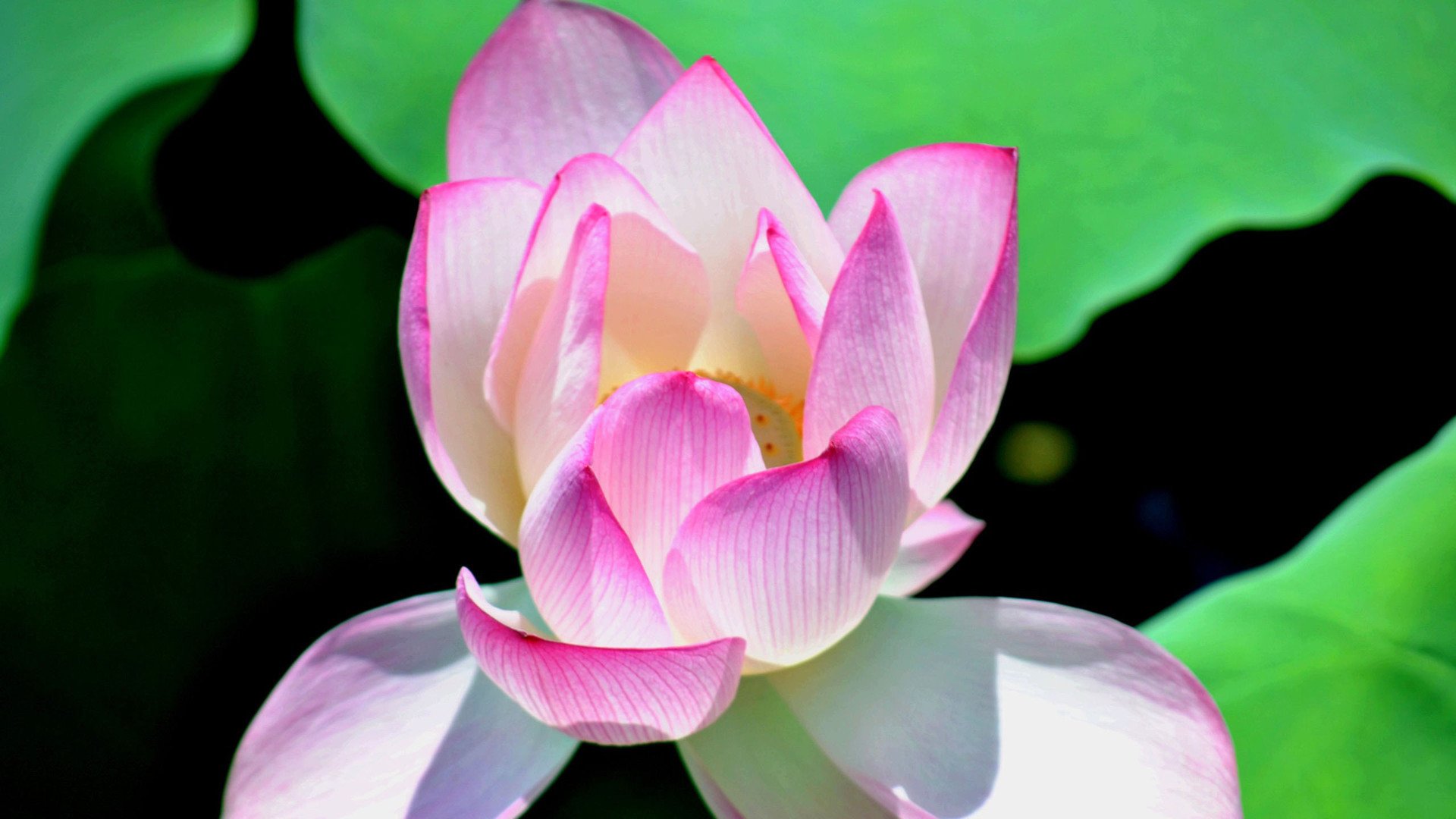 小清新,娇艳欲滴,荷花,儿童桌面专用