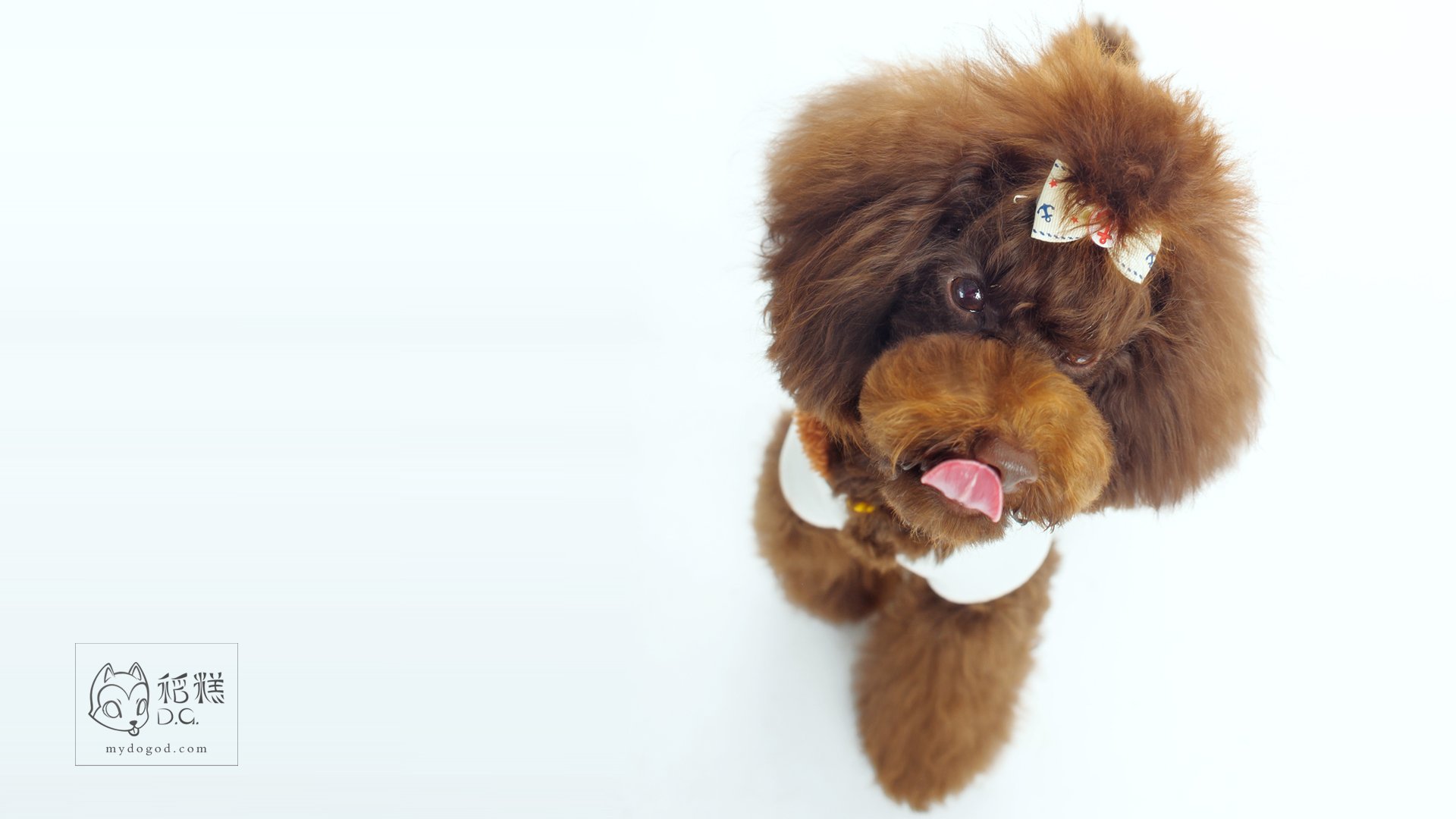 汪星人,稻糕摄影,稻糕宠物,卖萌,可爱,古灵精怪,儿童桌面专用