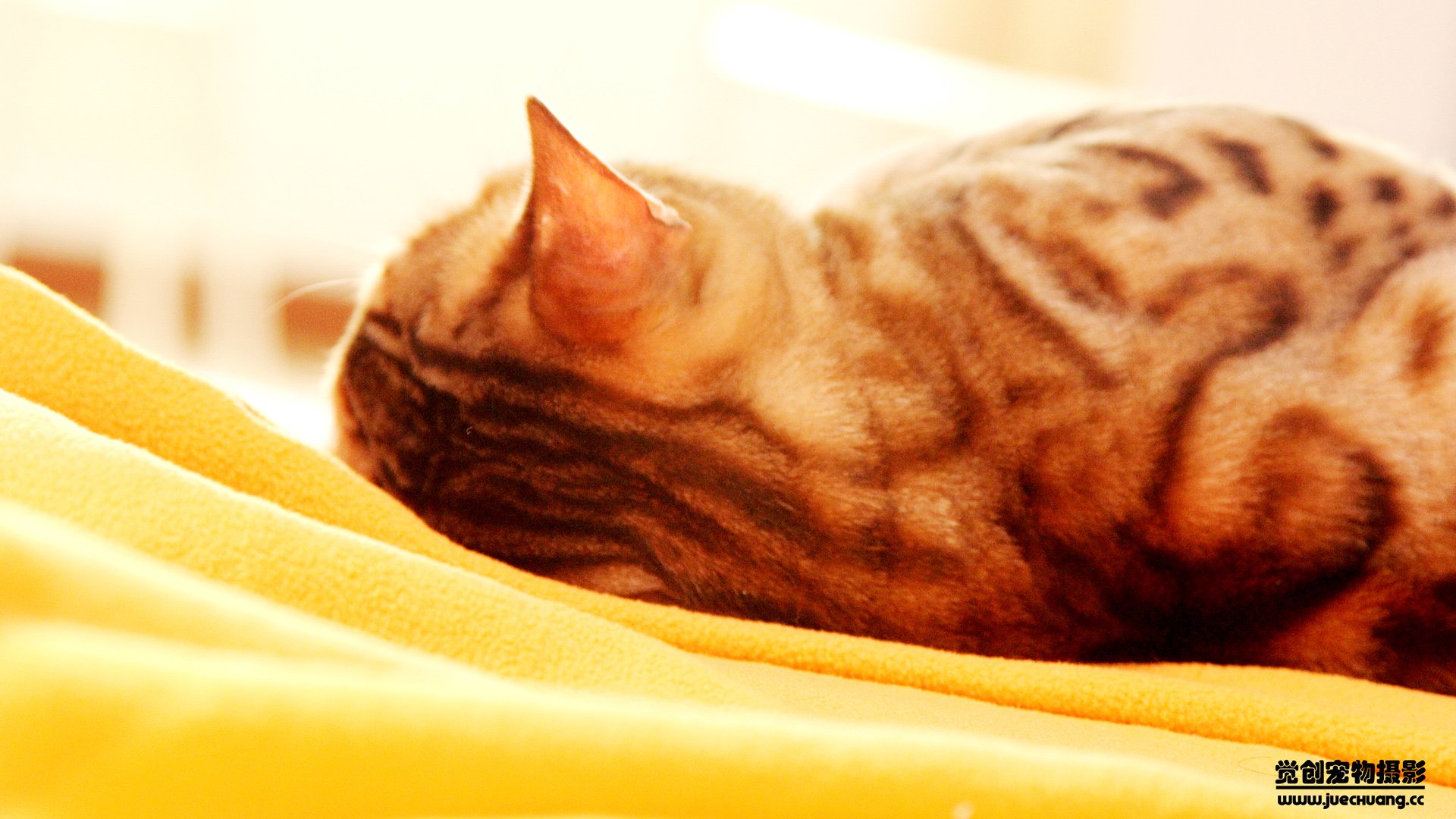 萌宠,喵星人,猫,卖萌,古灵精怪,觉创摄影,宠物,儿童桌面专用