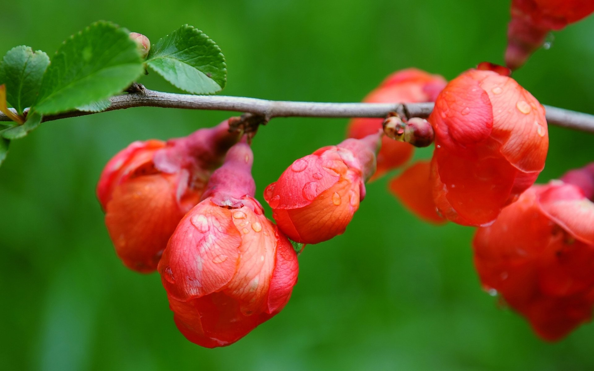 小清新,娇艳欲滴,花卉,3月6日,儿童桌面专用