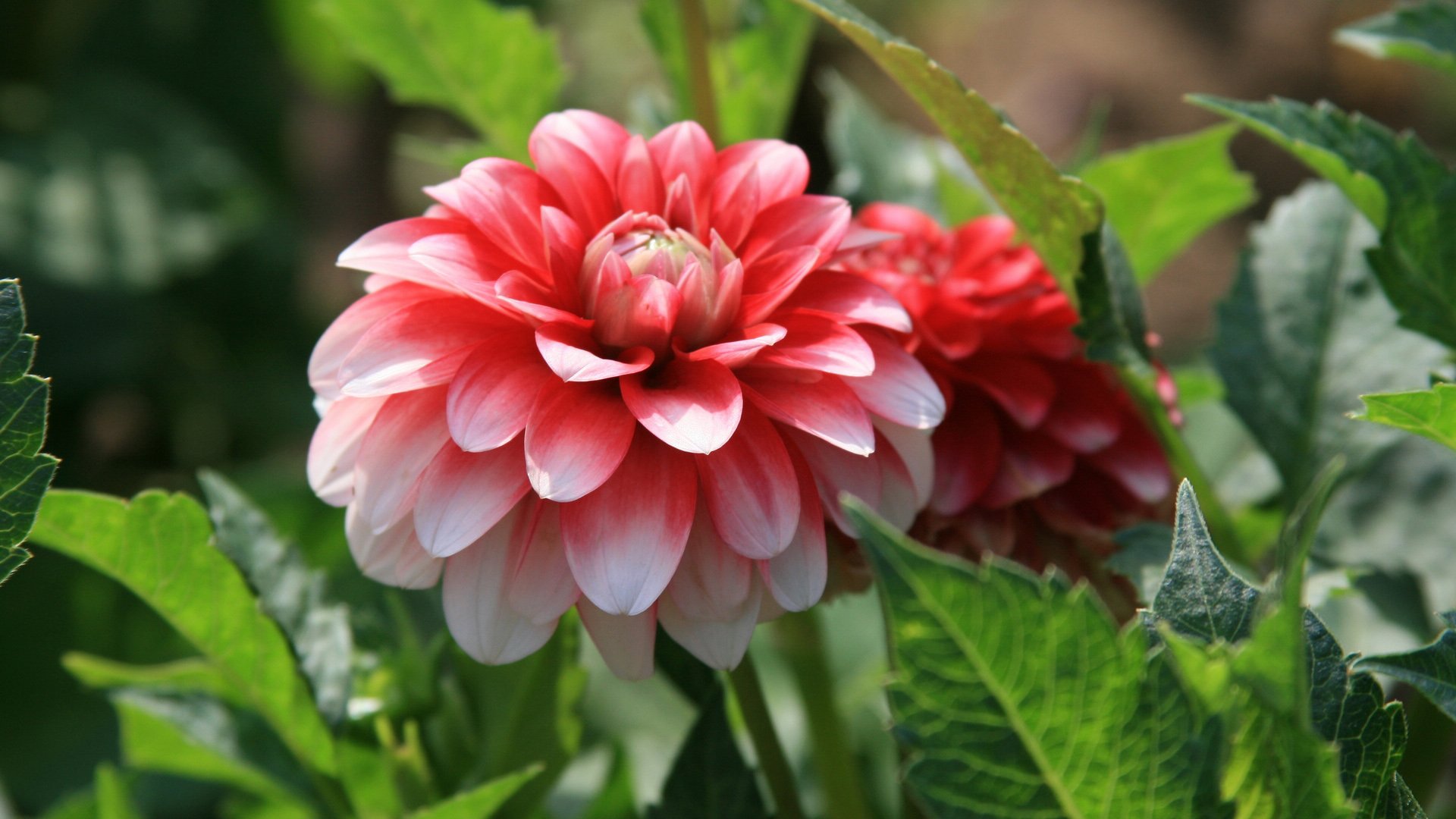 小清新,娇艳欲滴,花,儿童桌面专用