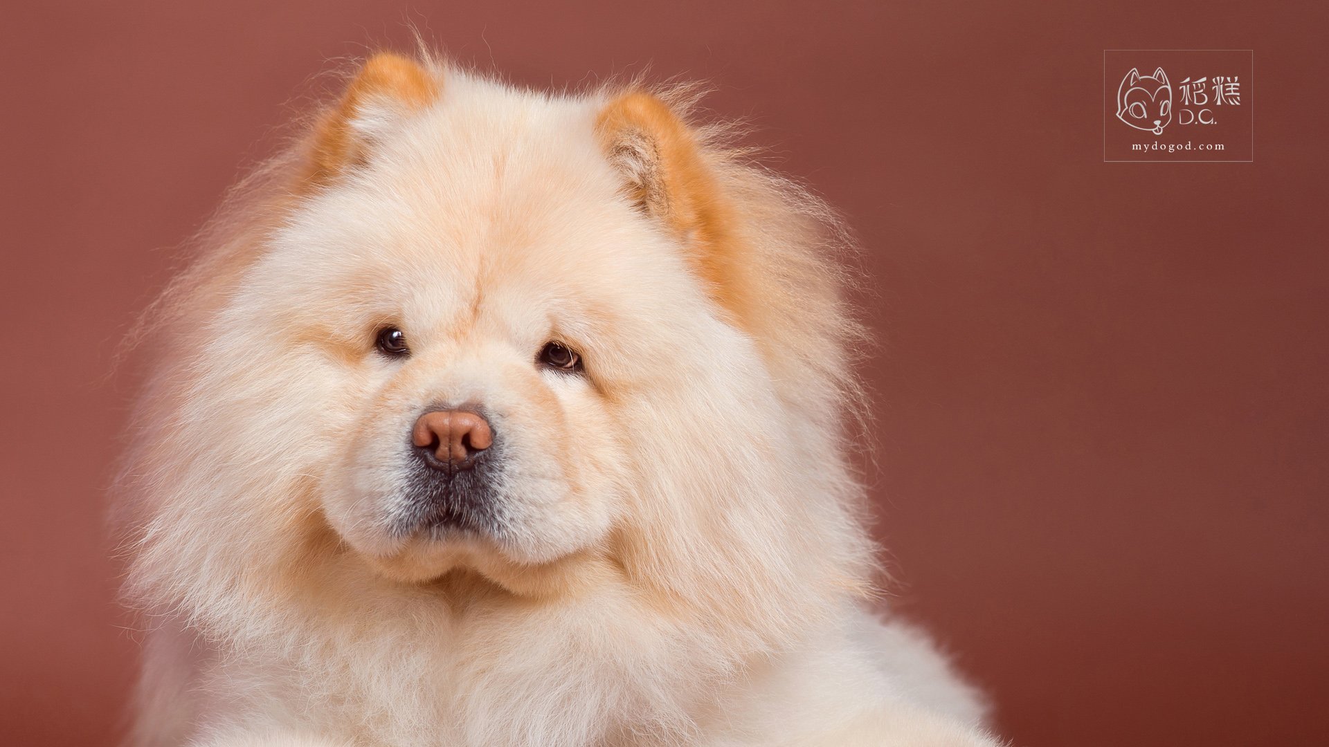 汪星人,稻糕摄影,稻糕宠物,卖萌,可爱,古灵精怪,儿童桌面专用