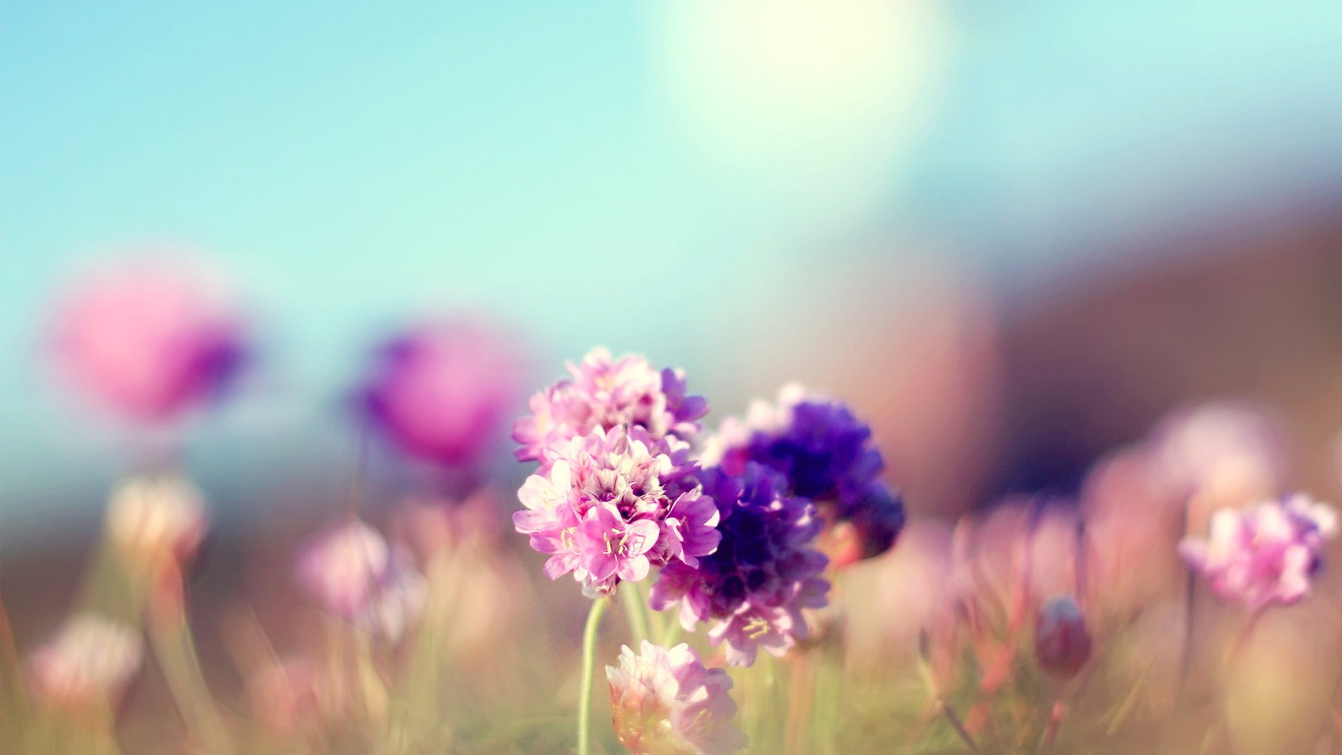 小清新,鸟语花香,花卉,3月4日,儿童桌面专用