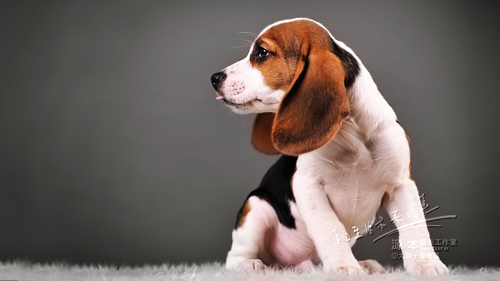 萌宠,汪星人,可爱,狗,源本摄影,古灵精怪,儿童桌面专用