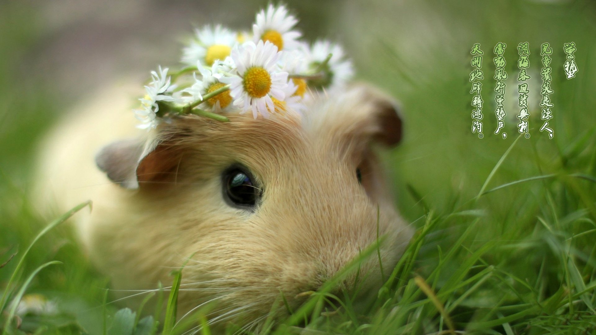 节日,节气,惊蛰,小鼠,儿童桌面专用