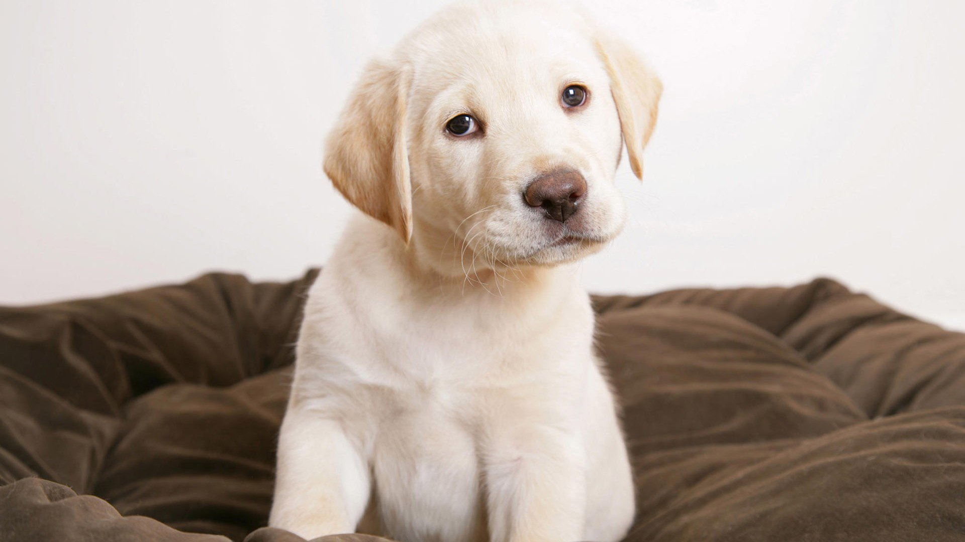 汪星人,狗,可爱,古灵精怪,儿童桌面专用