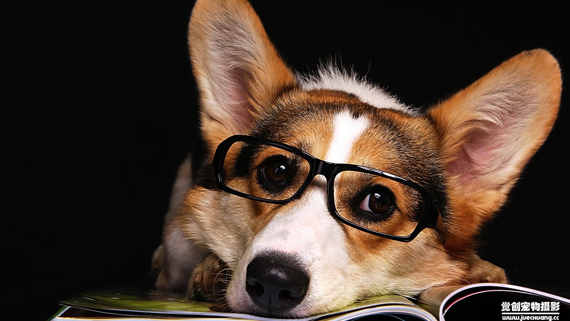 萌宠,汪星人,狗,卖萌,古灵精怪,觉创摄影,宠物,儿童桌面专用